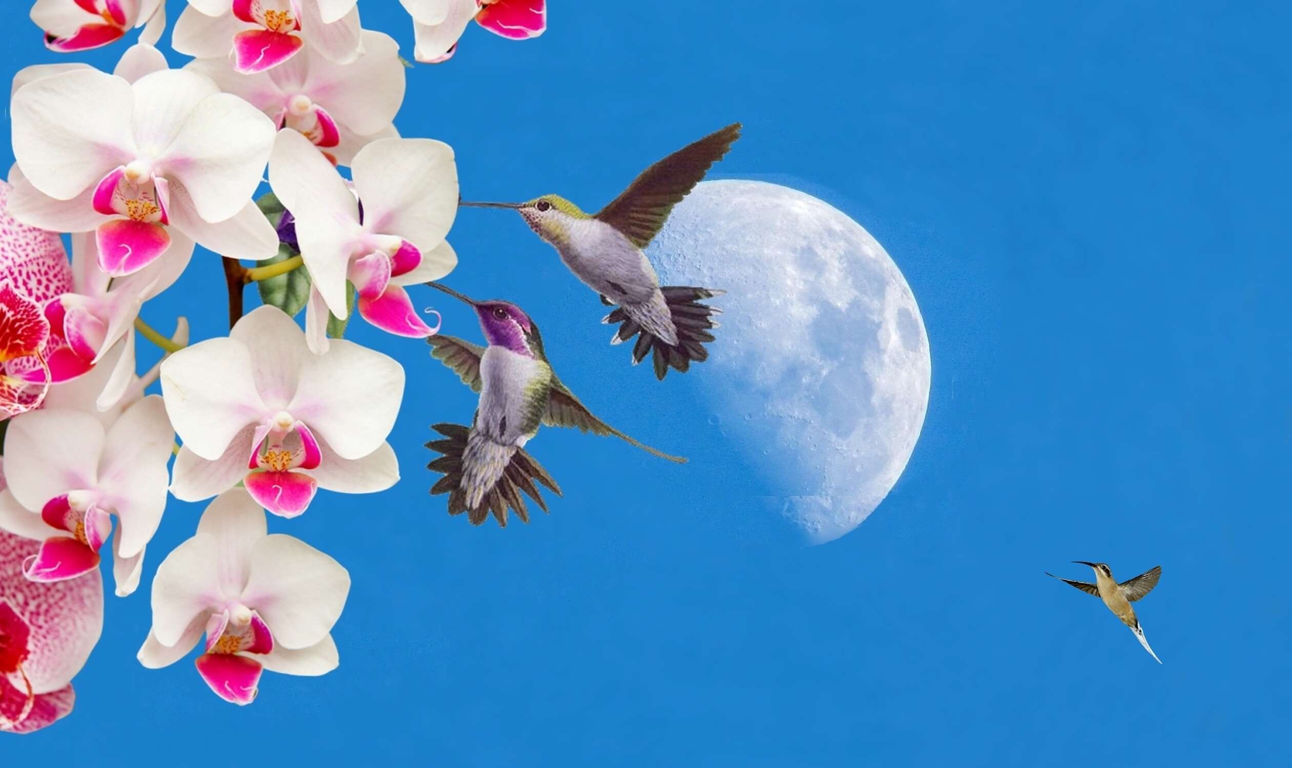 Hummingbirds and Orchids with Moon HD Wallpaper