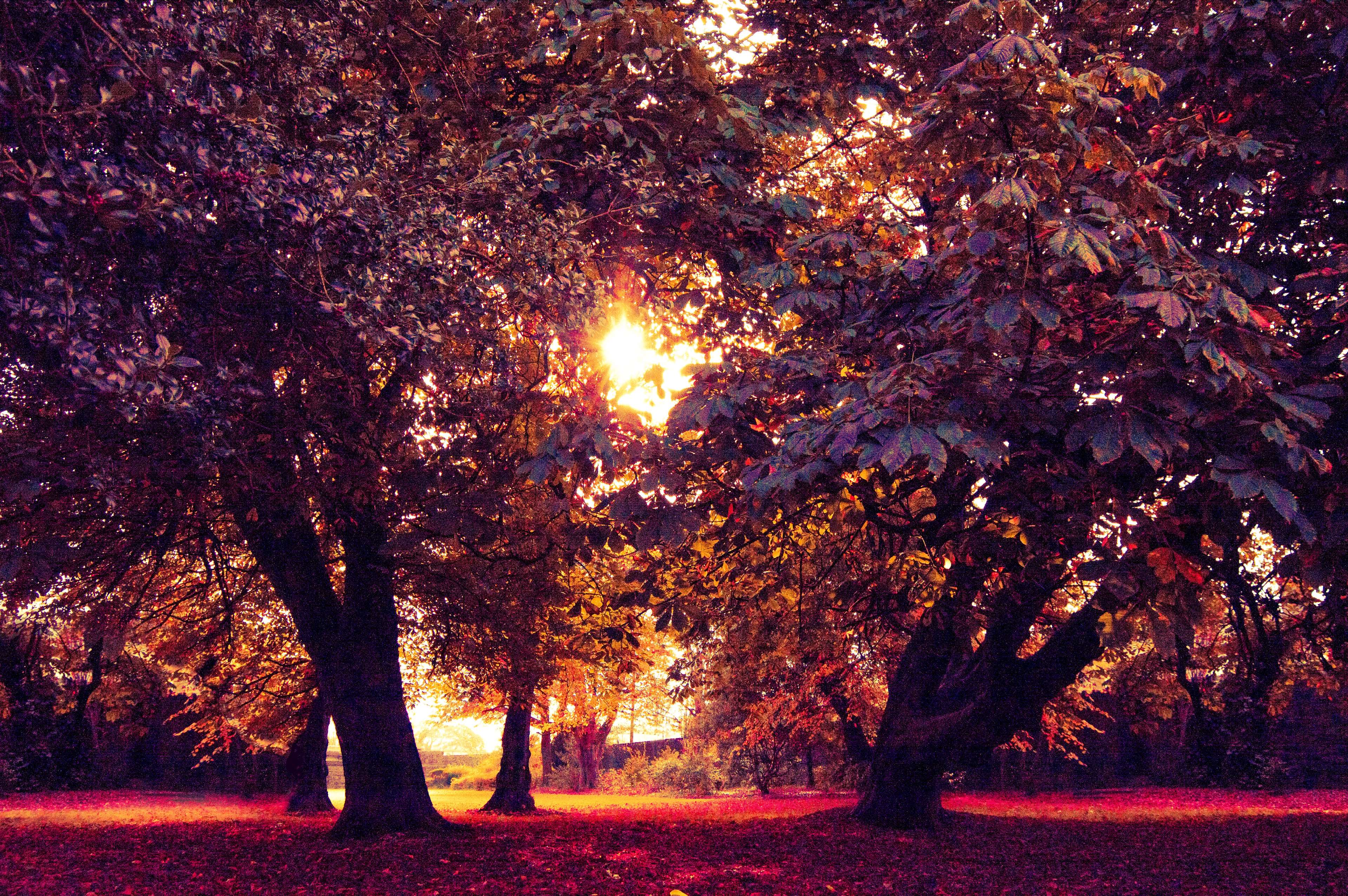 Sunlight filtering through autumn trees in a park HD Wallpaper