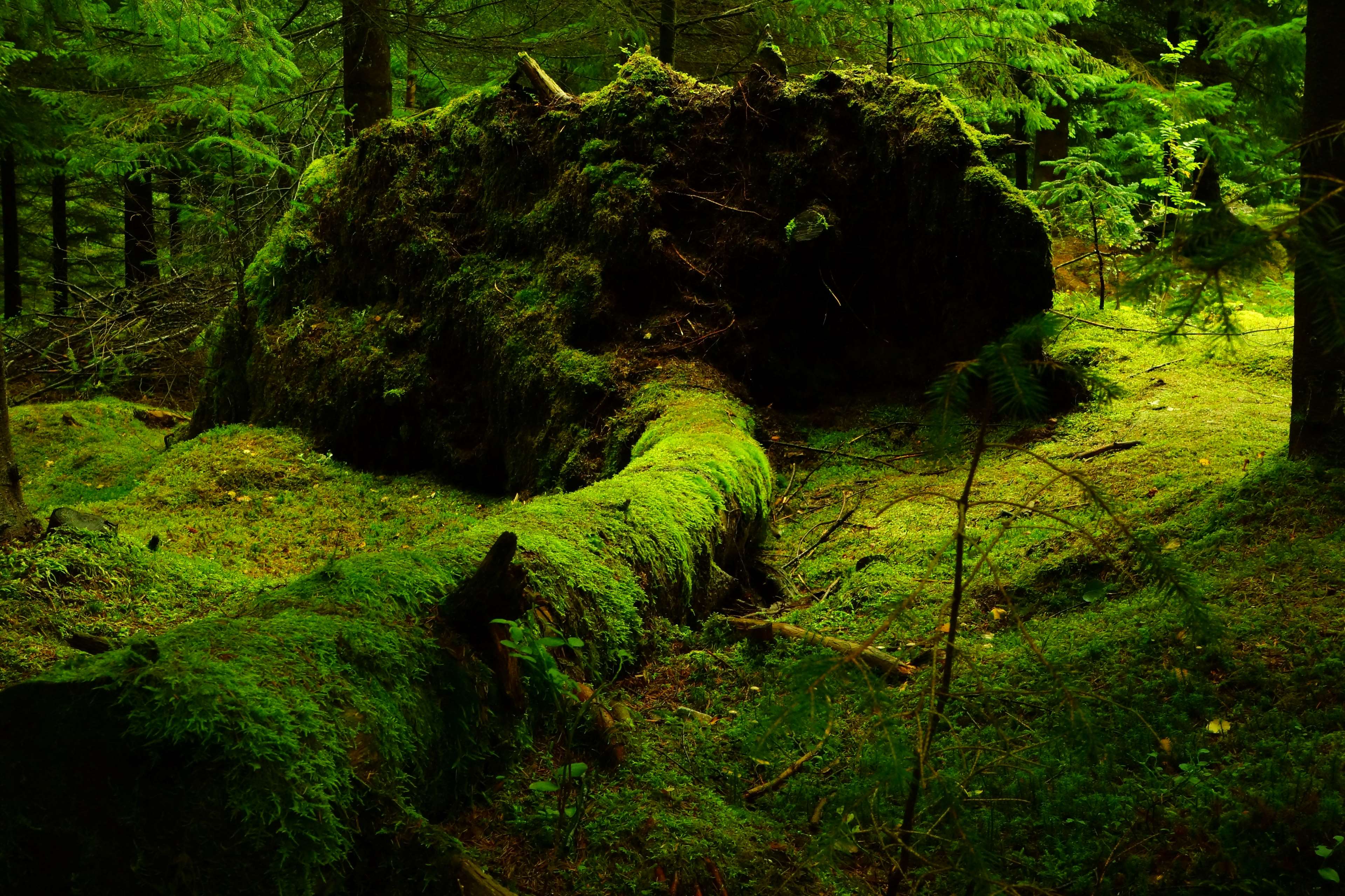 Fallen moss-covered tree in a green forest HD Wallpaper