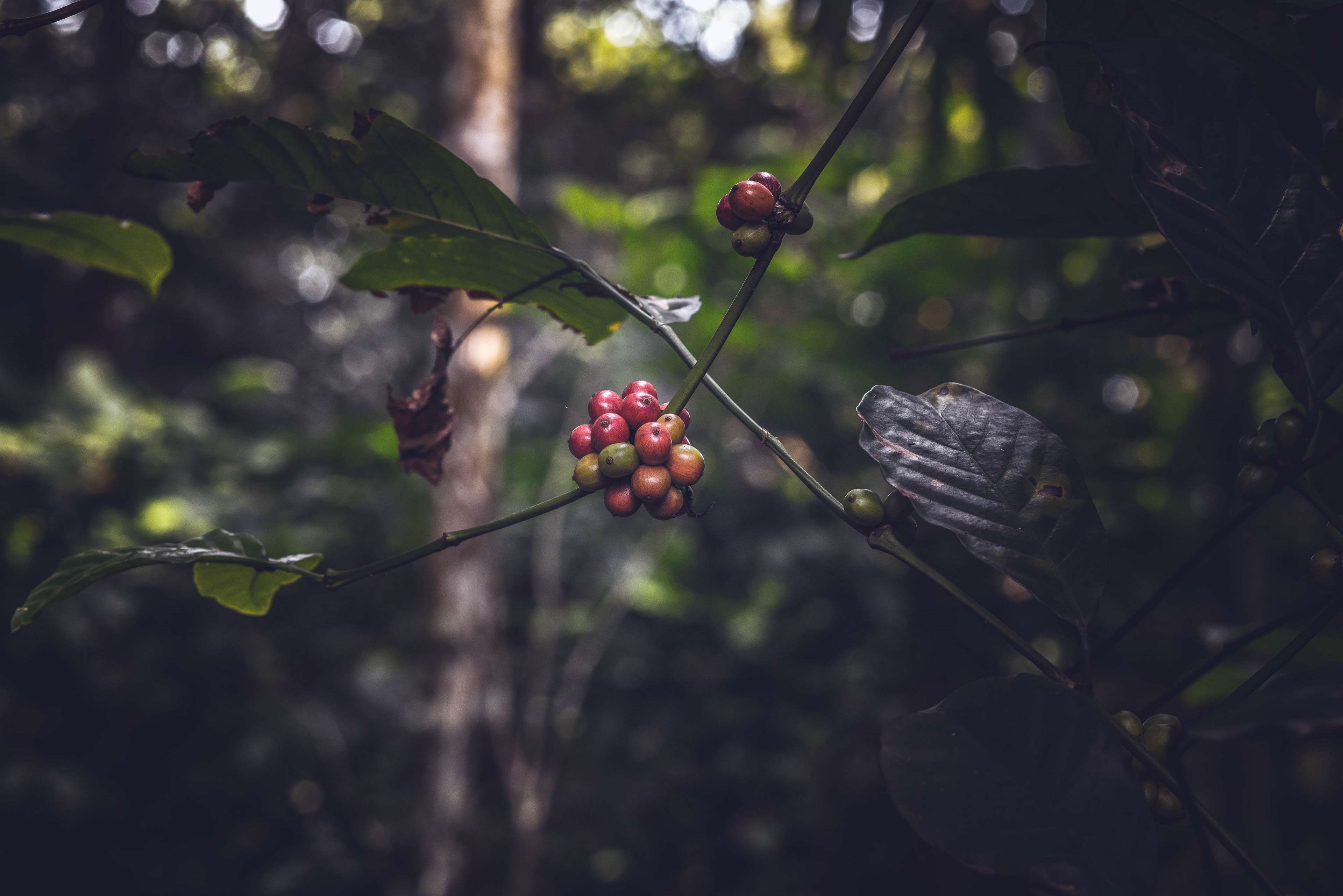 Coffee beans on a branch in a forest 4K HD Wallpaper