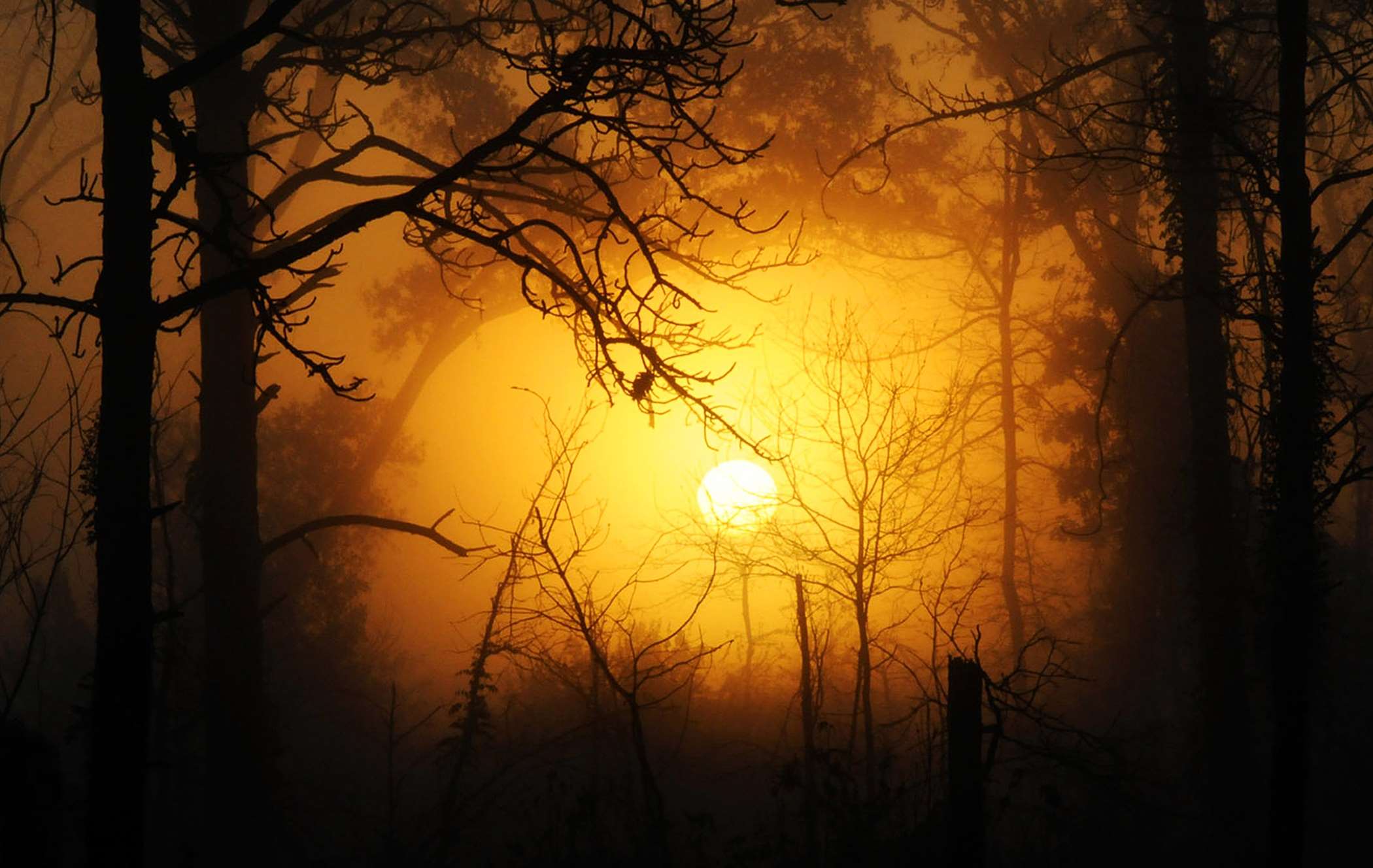 Sunlight through foggy forest at sunset HD Wallpaper