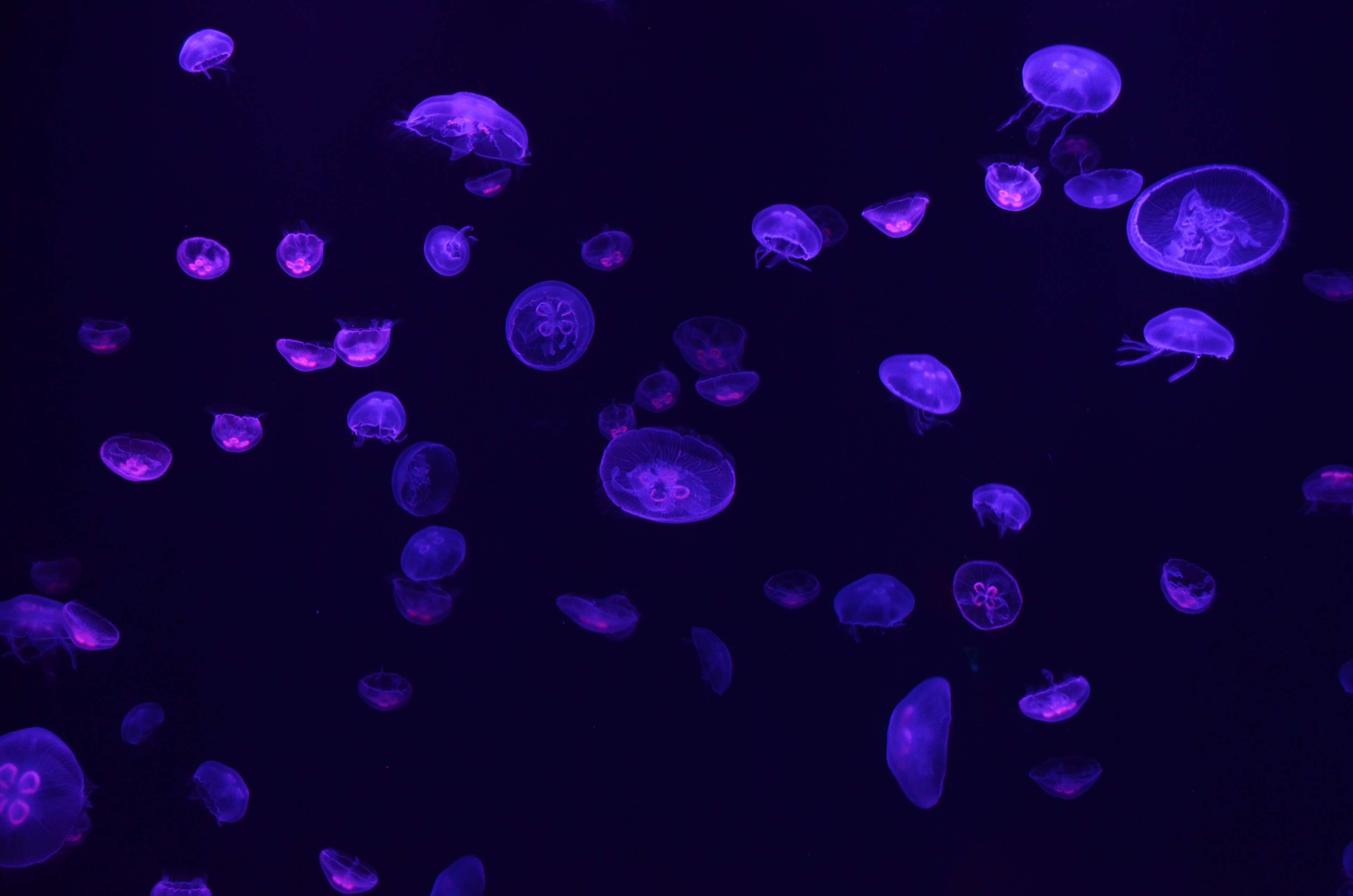Jellyfish in the sea 4K HD Wallpaper