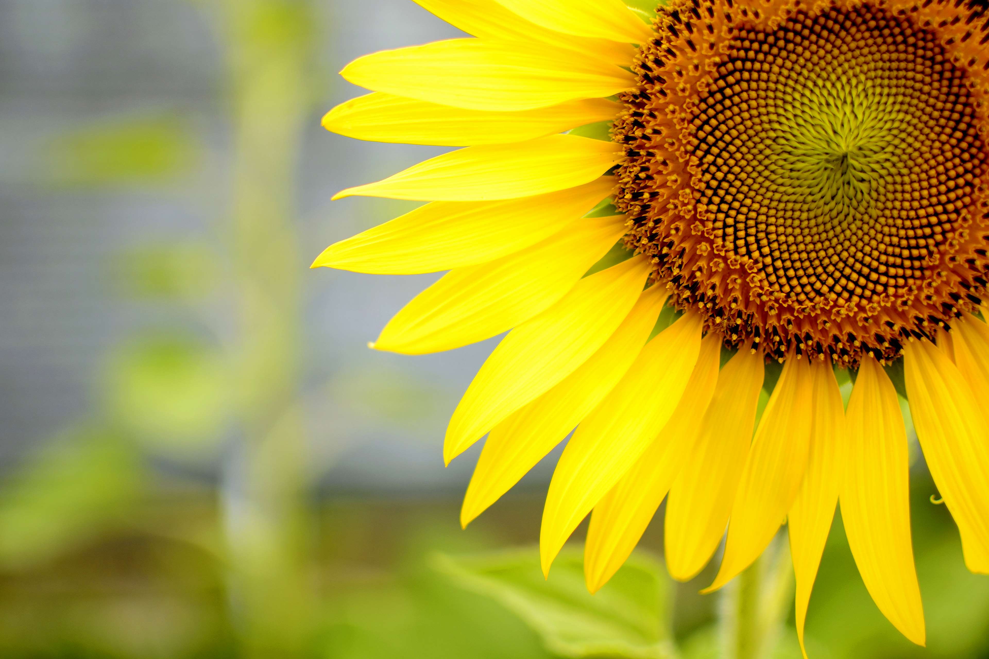 Close-up of a yellow sunflower in 4K HD Wallpaper