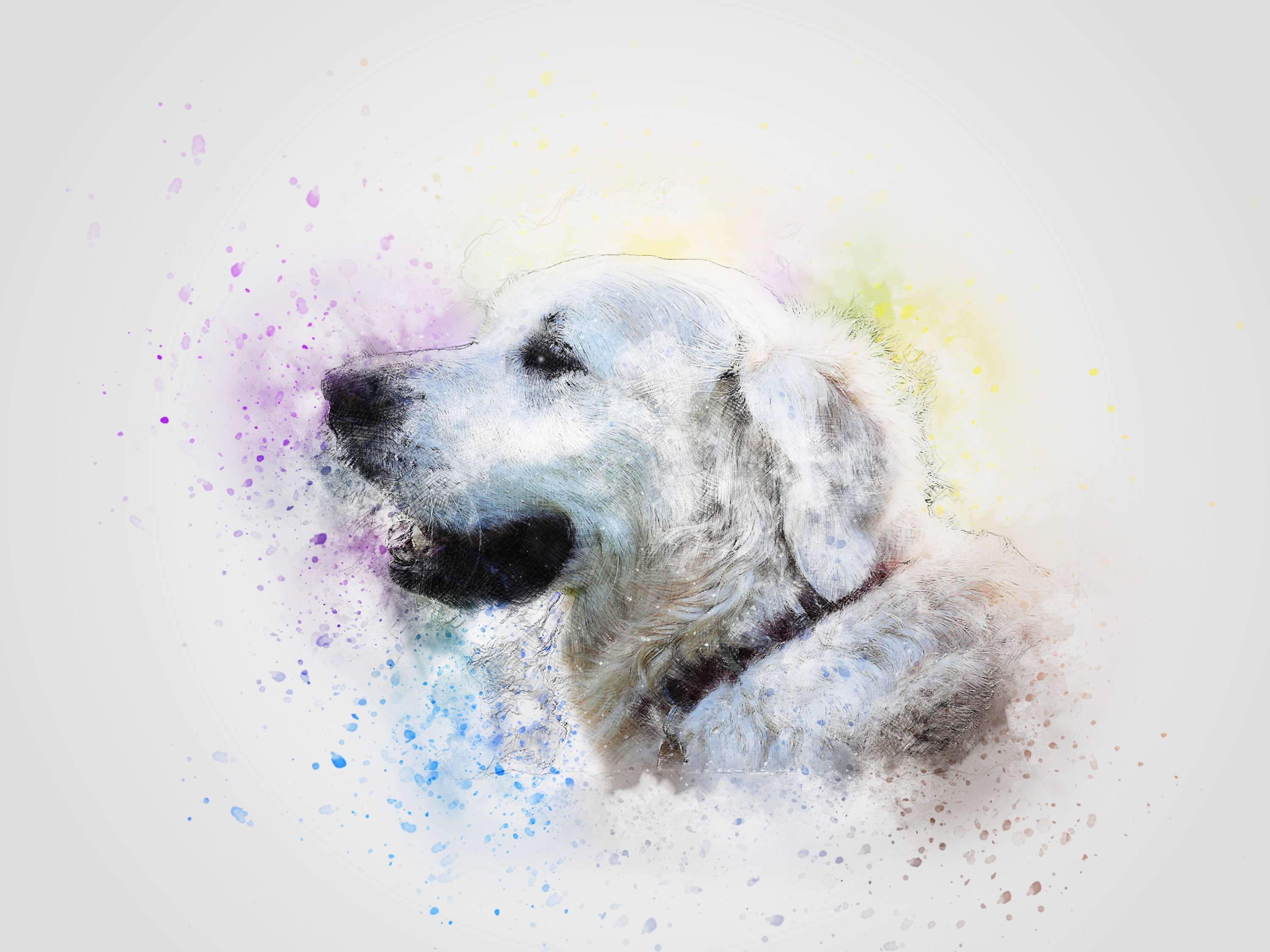 Watercolor portrait of a white Golden Retriever dog HD Wallpaper