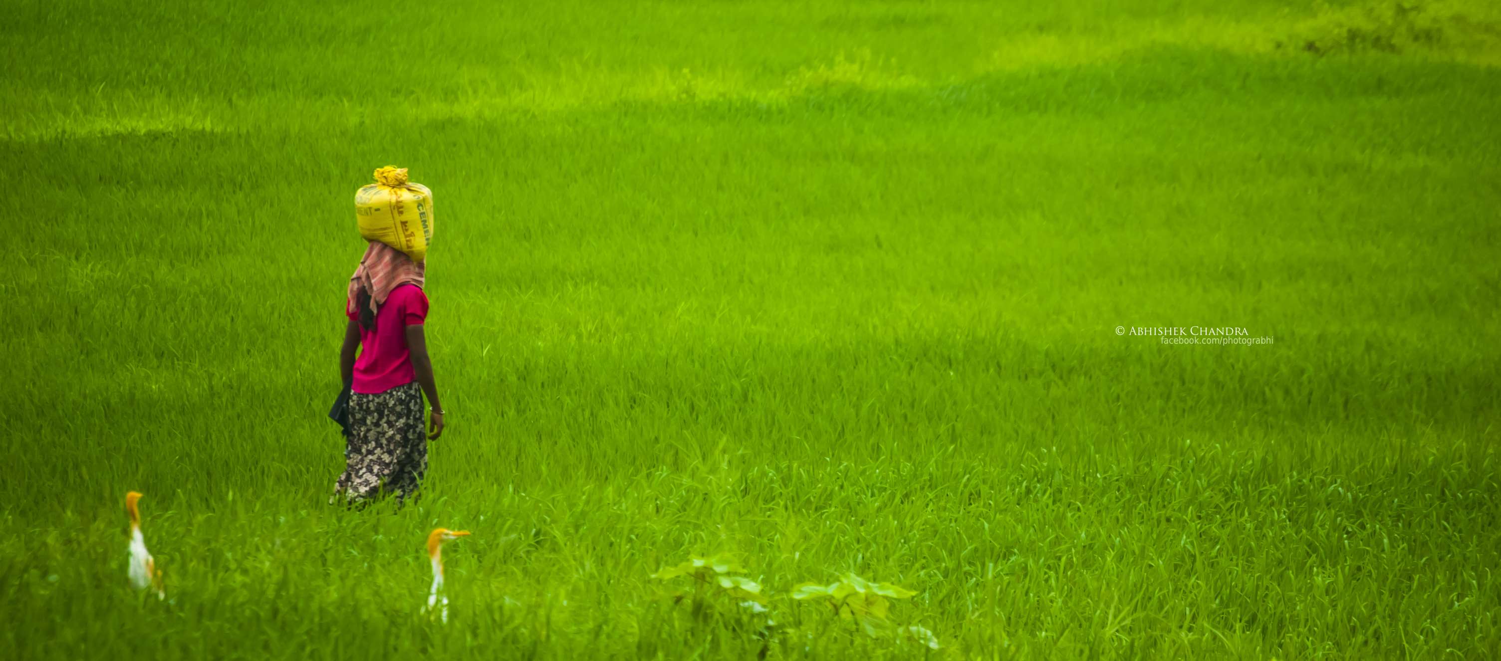 Woman carrying water jug in a green field with birds HD Wallpaper
