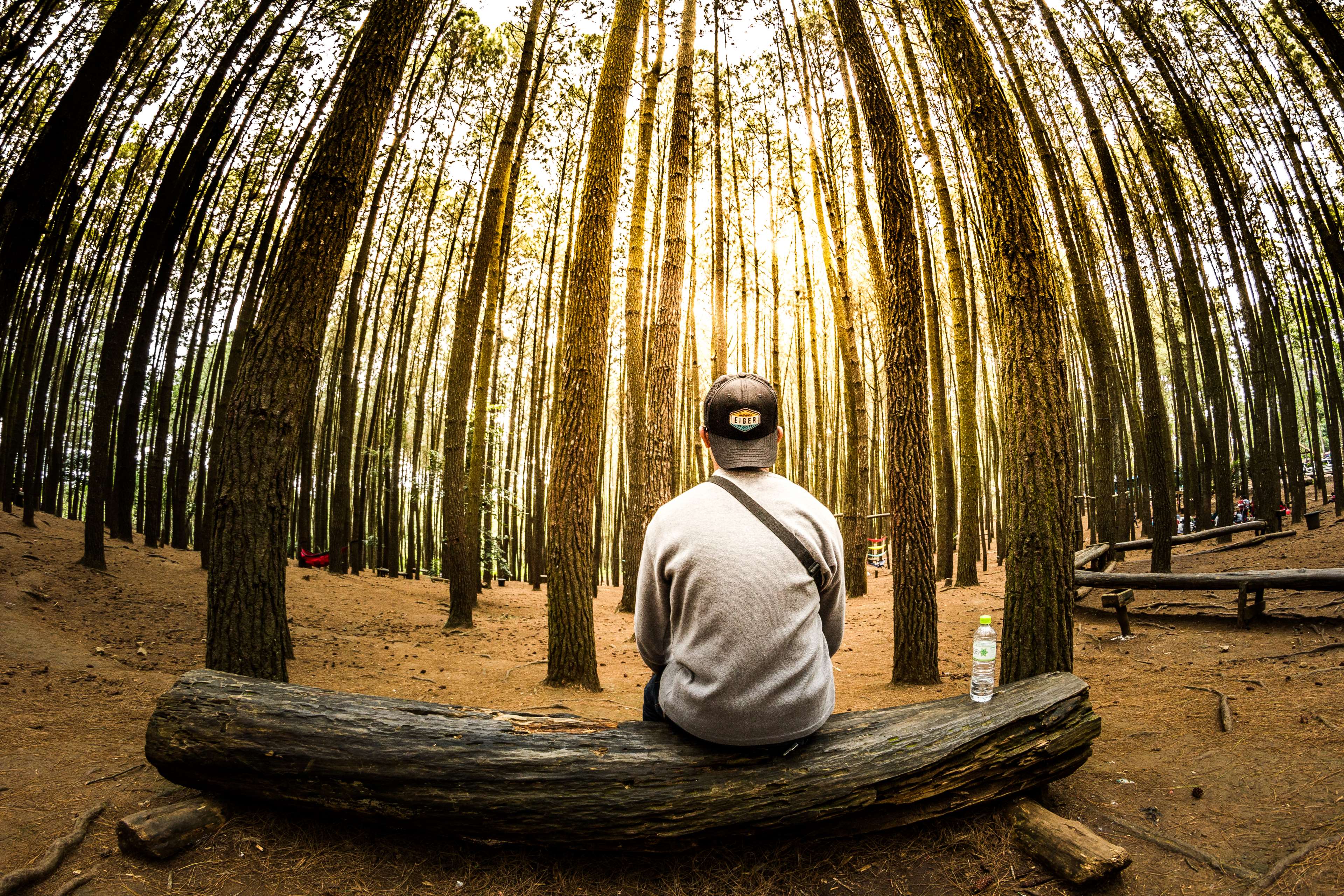 Man sitting on log in pine forest HD Wallpaper