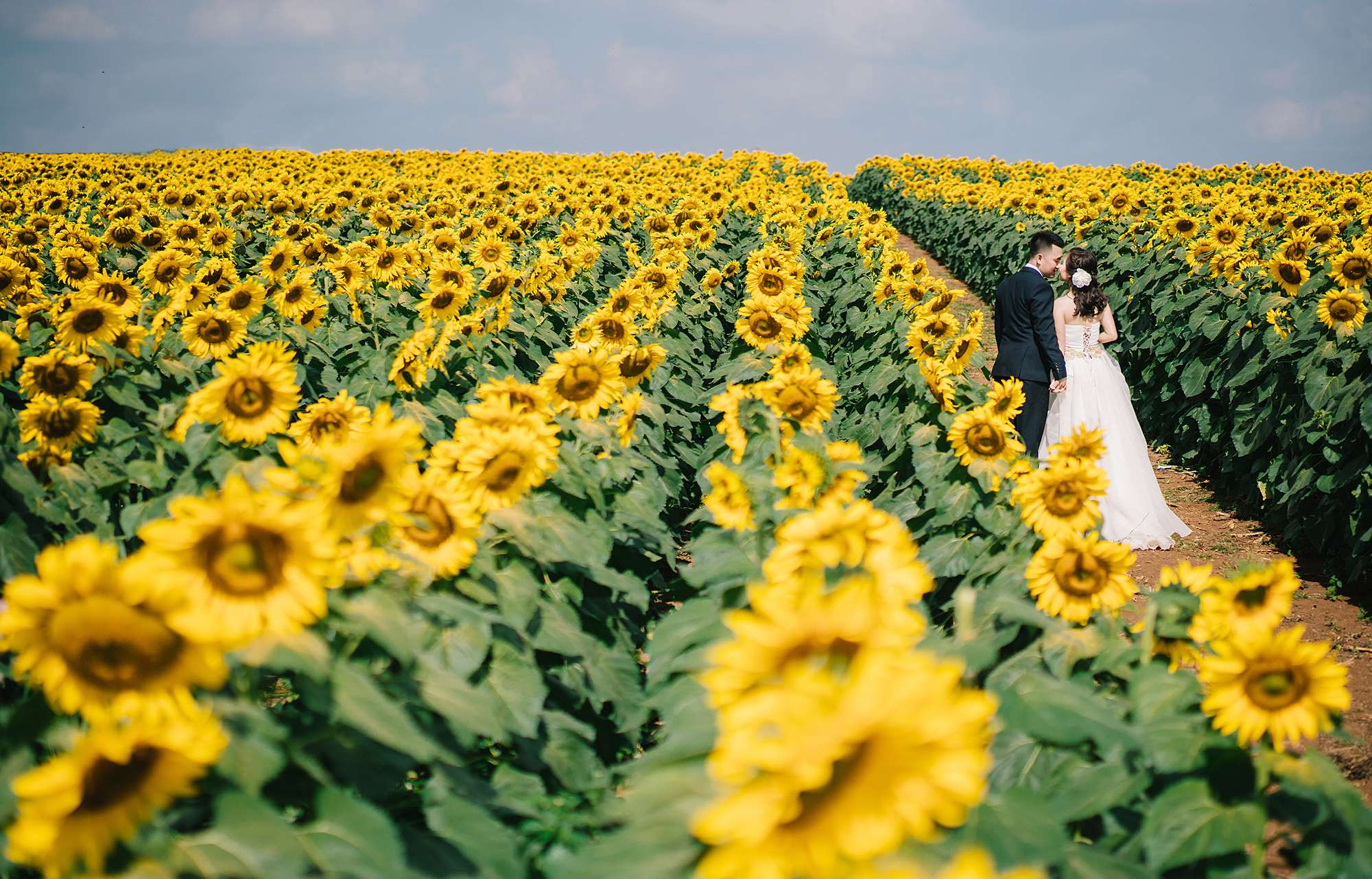 Couple in a Sunflower Field HD Wallpaper