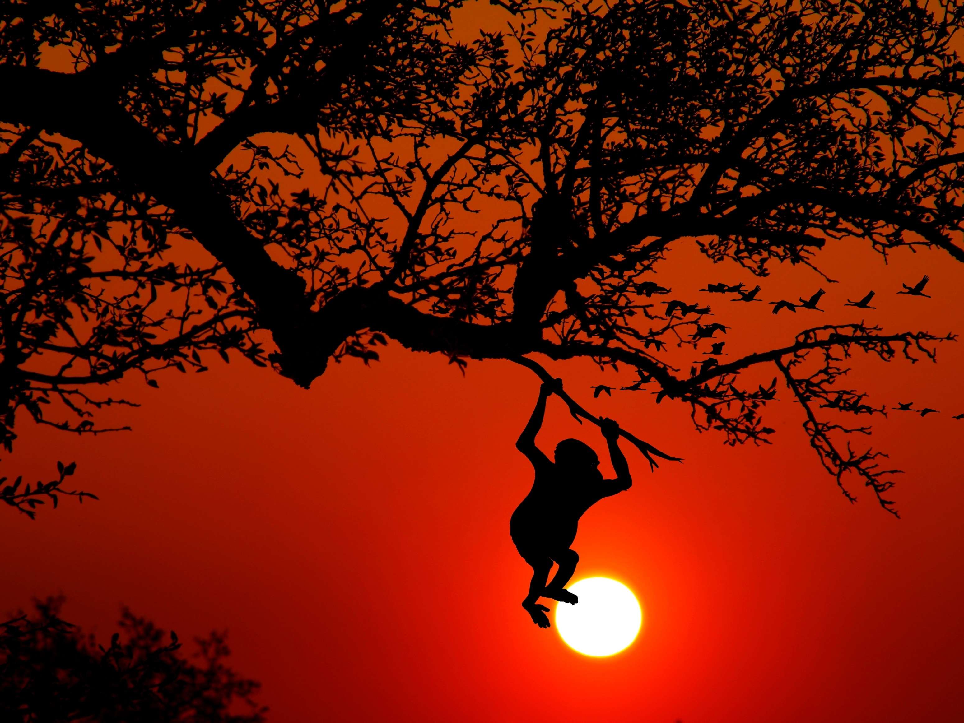 Silhouette of a monkey swinging from a tree at sunset HD Wallpaper