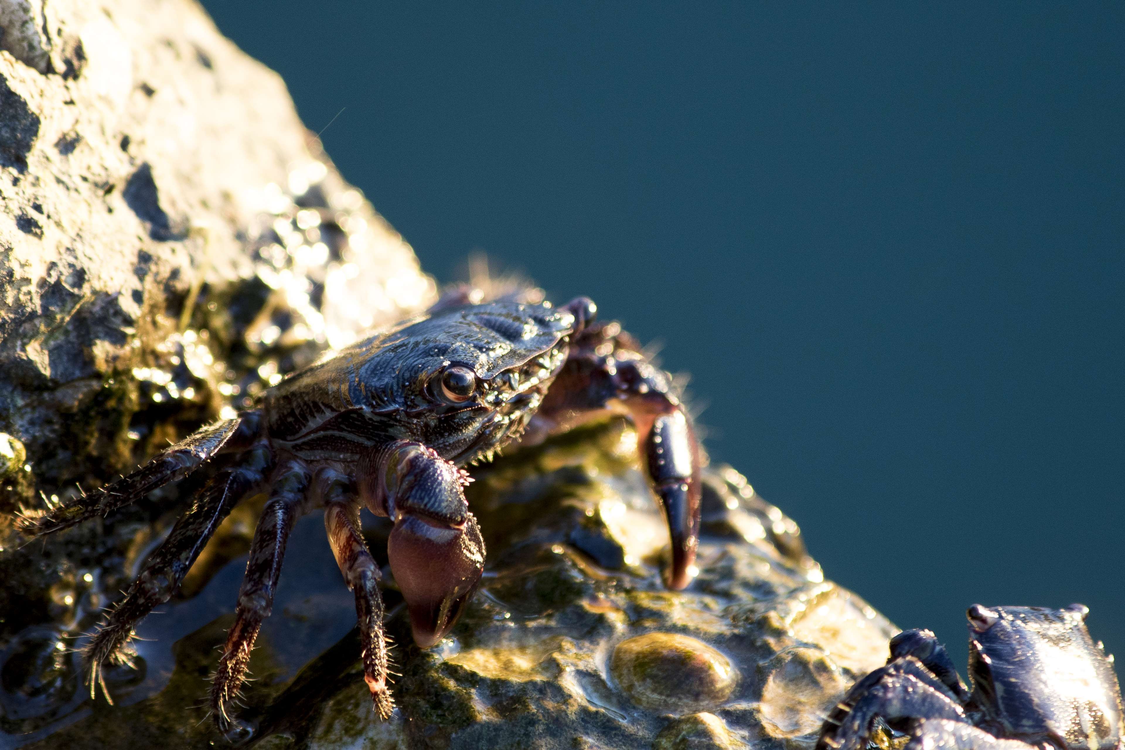 Close-up of a crab on a rock near water 4K HD Wallpaper