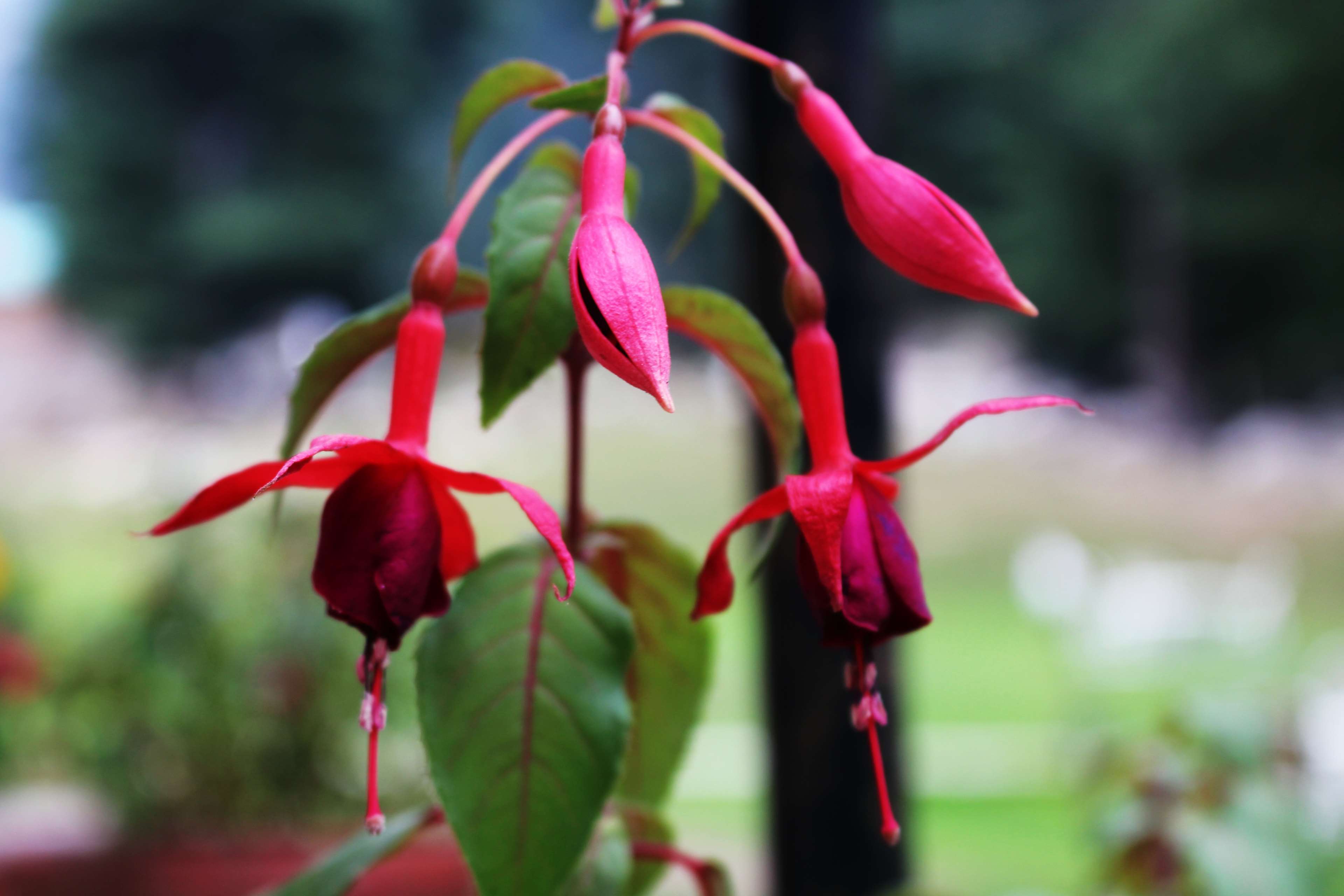 Fuchsia flowers and buds in a garden HD Wallpaper
