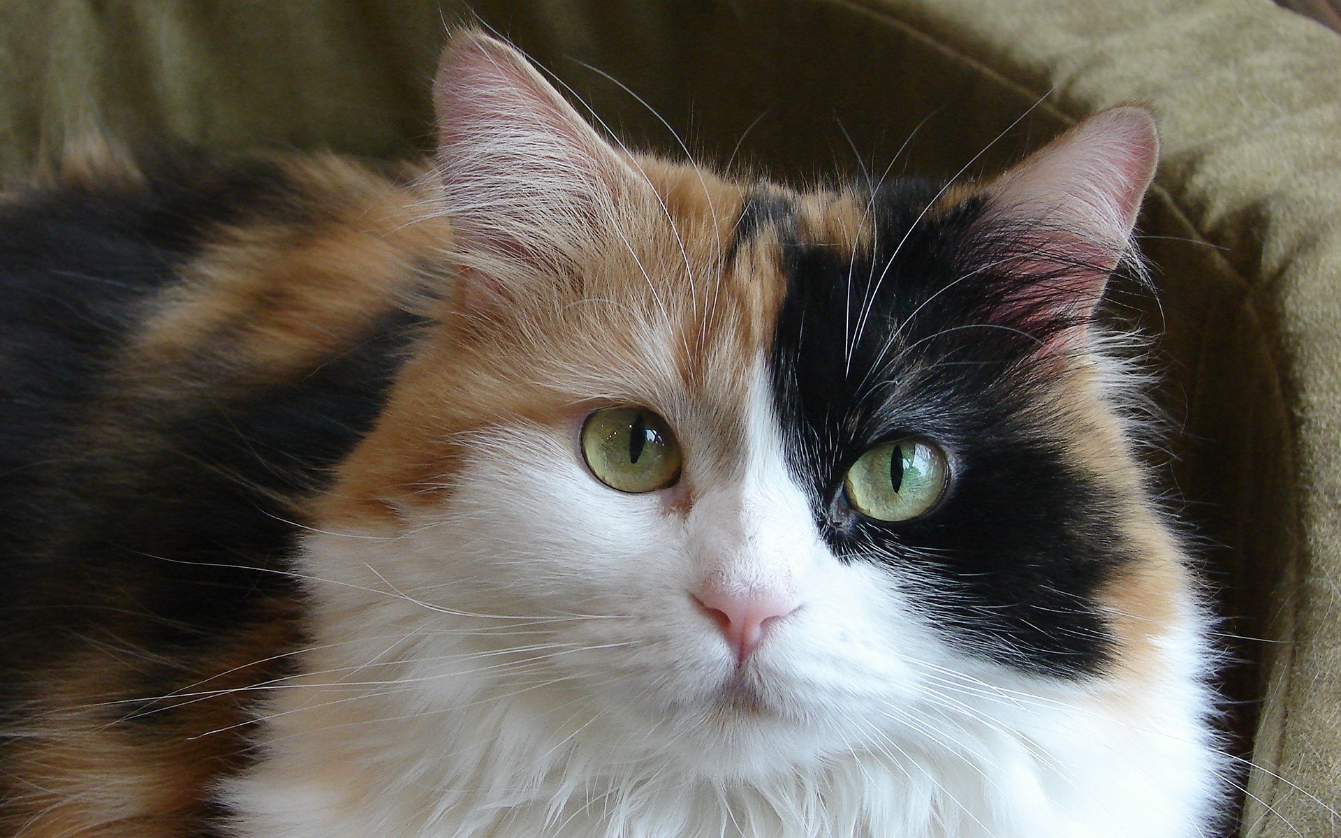 Calico cat with green eyes HD Wallpaper