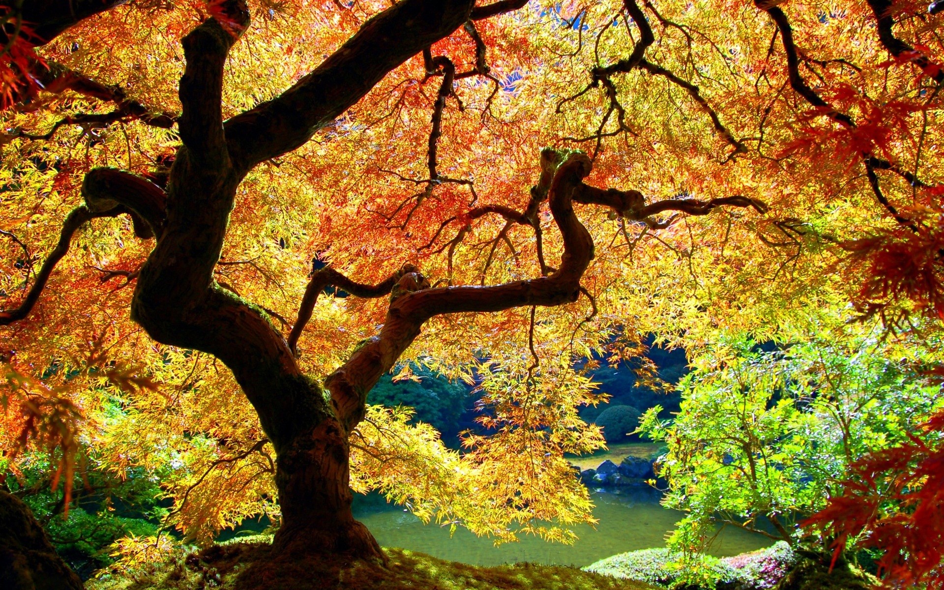 Japanese Maple tree in autumn colors by a pond HD Wallpaper