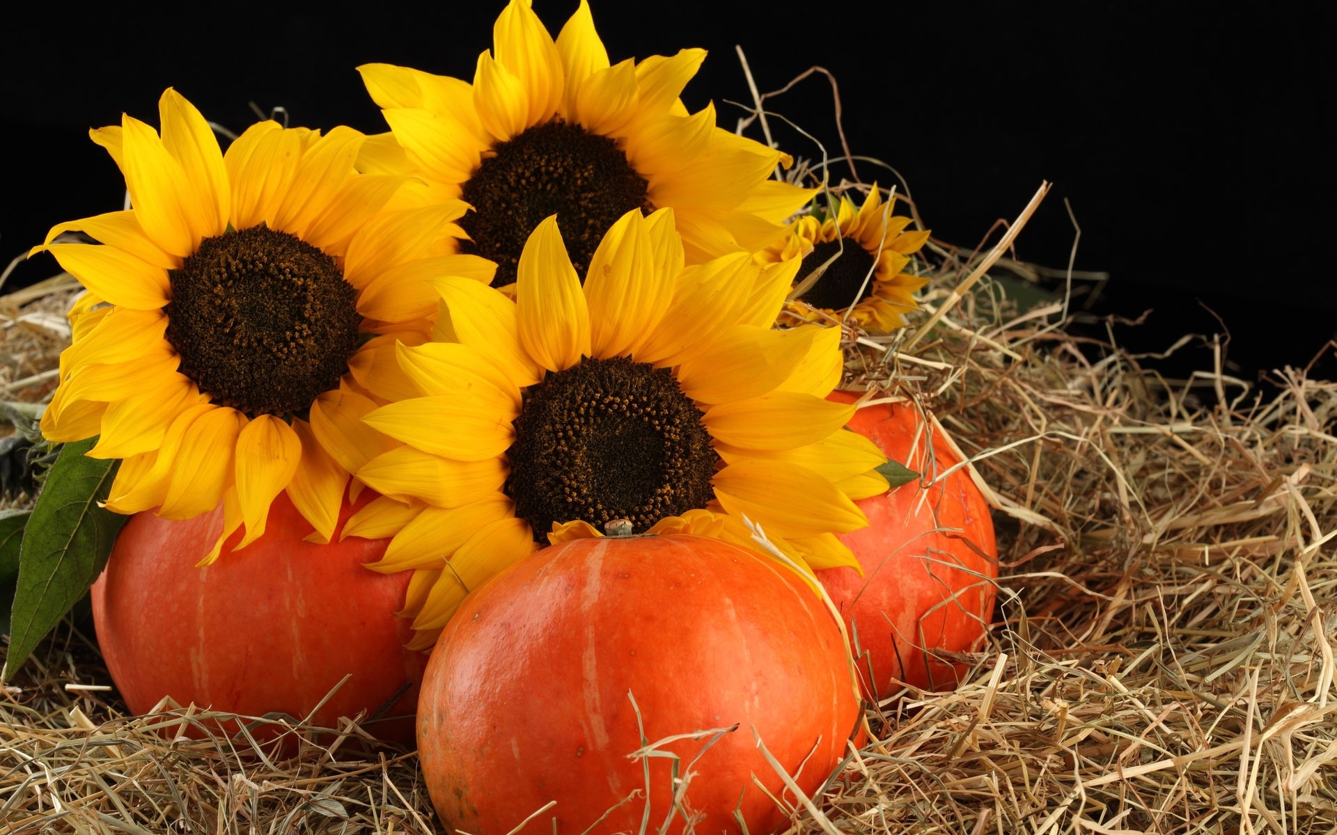 Sunflowers and pumpkins on straw with black background HD Wallpaper