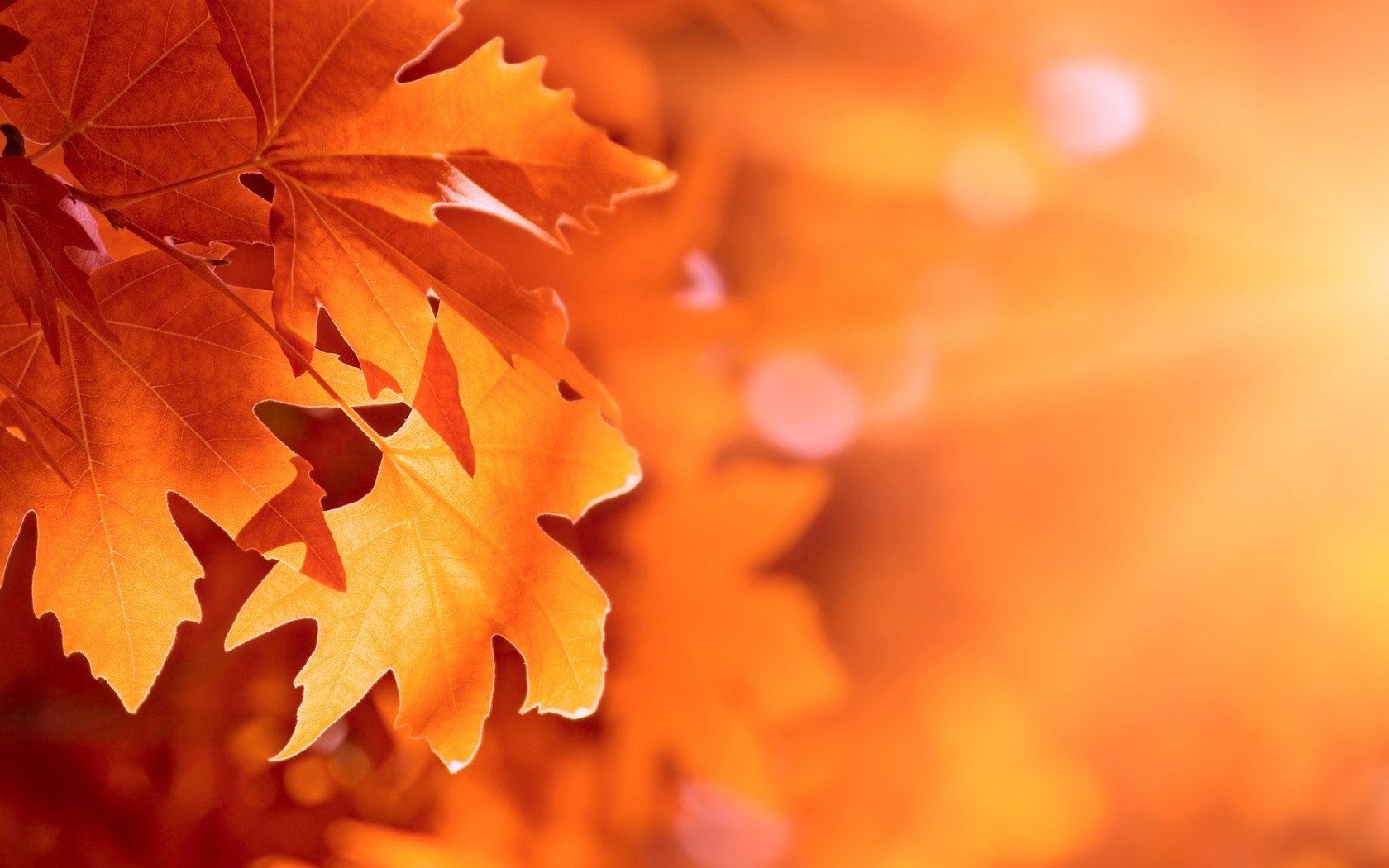Autumn leaves with sunlight and bokeh HD Wallpaper