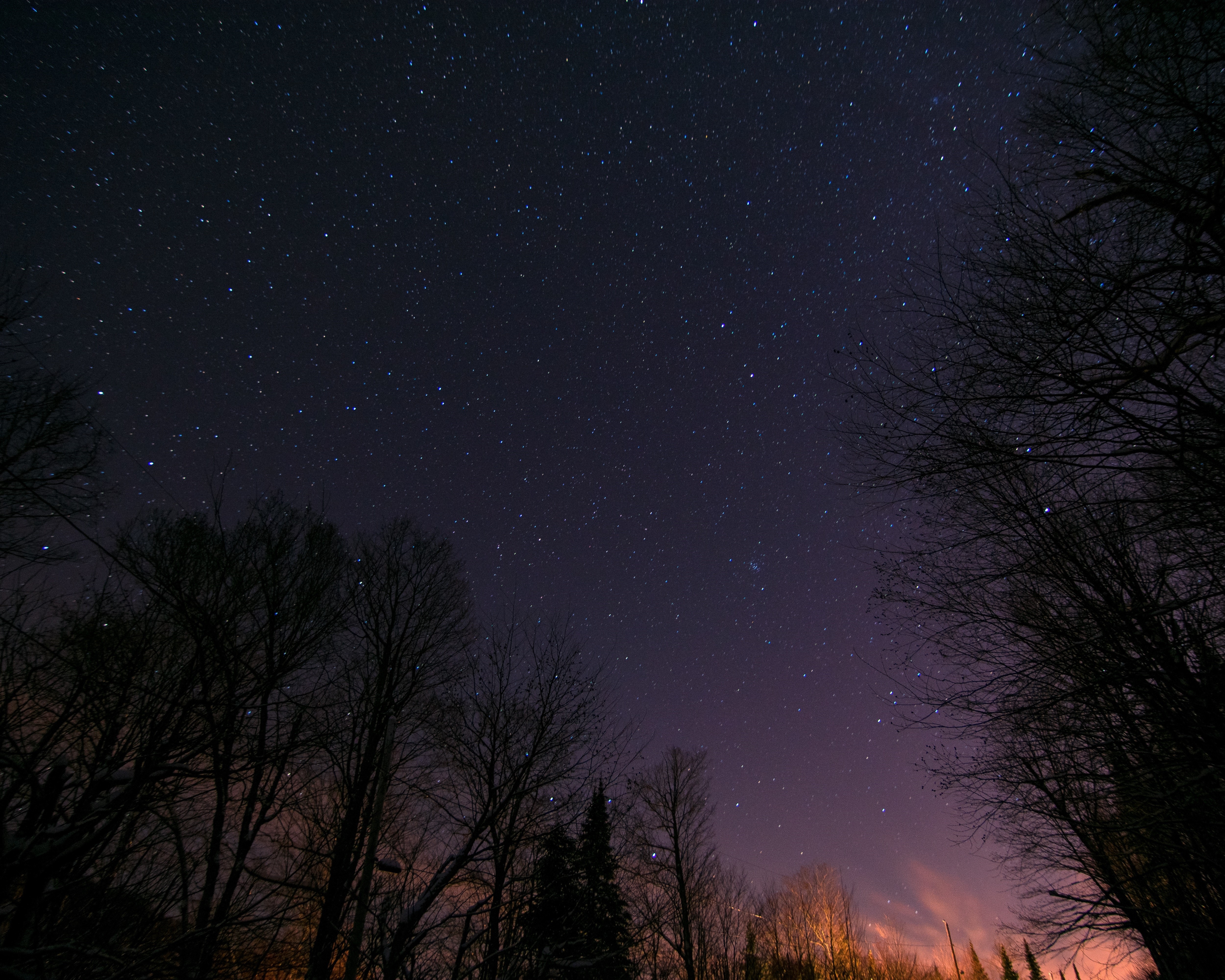 Starry night sky over silhouetted trees HD Wallpaper