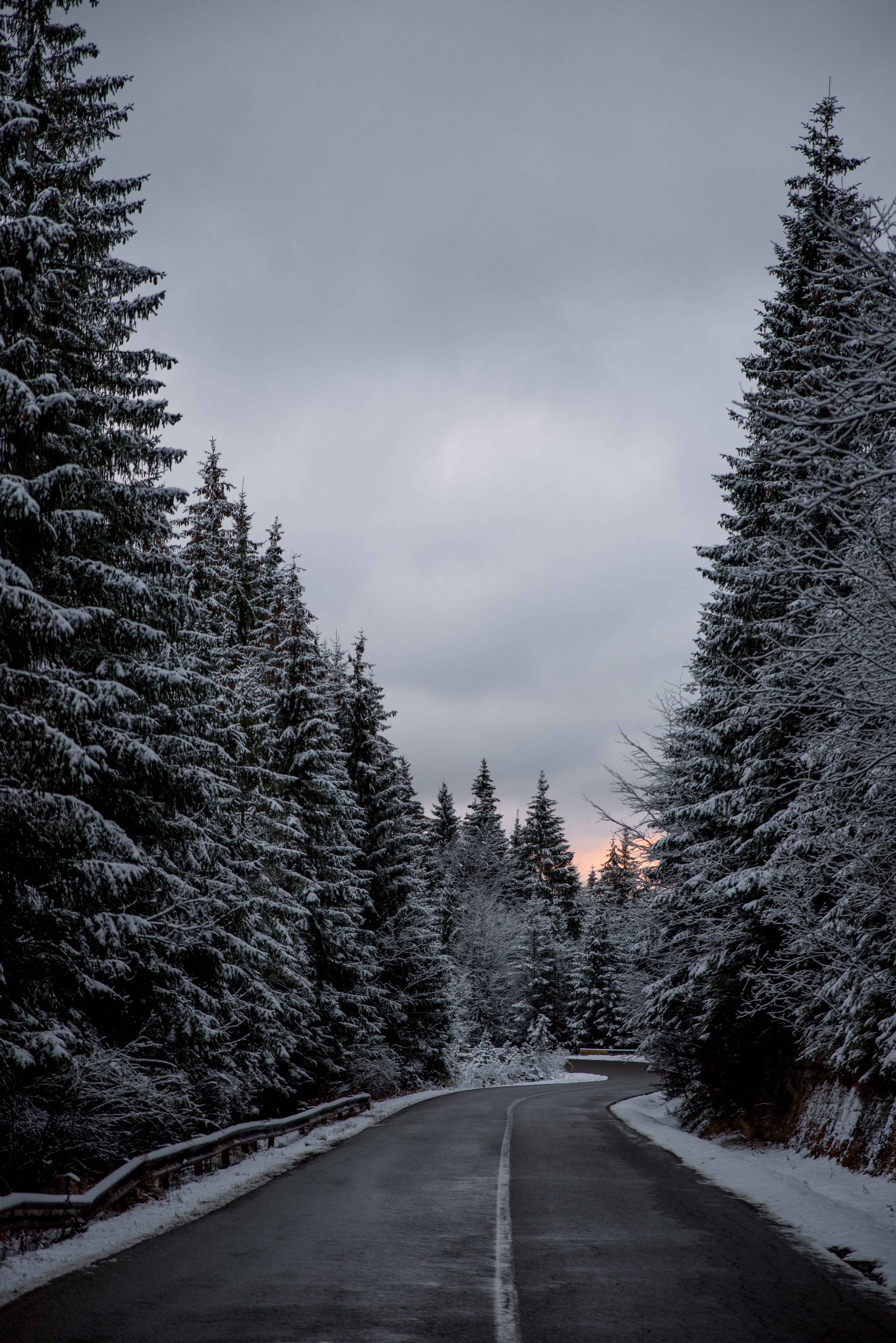 Winding road through a snow-covered pine forest HD Wallpaper