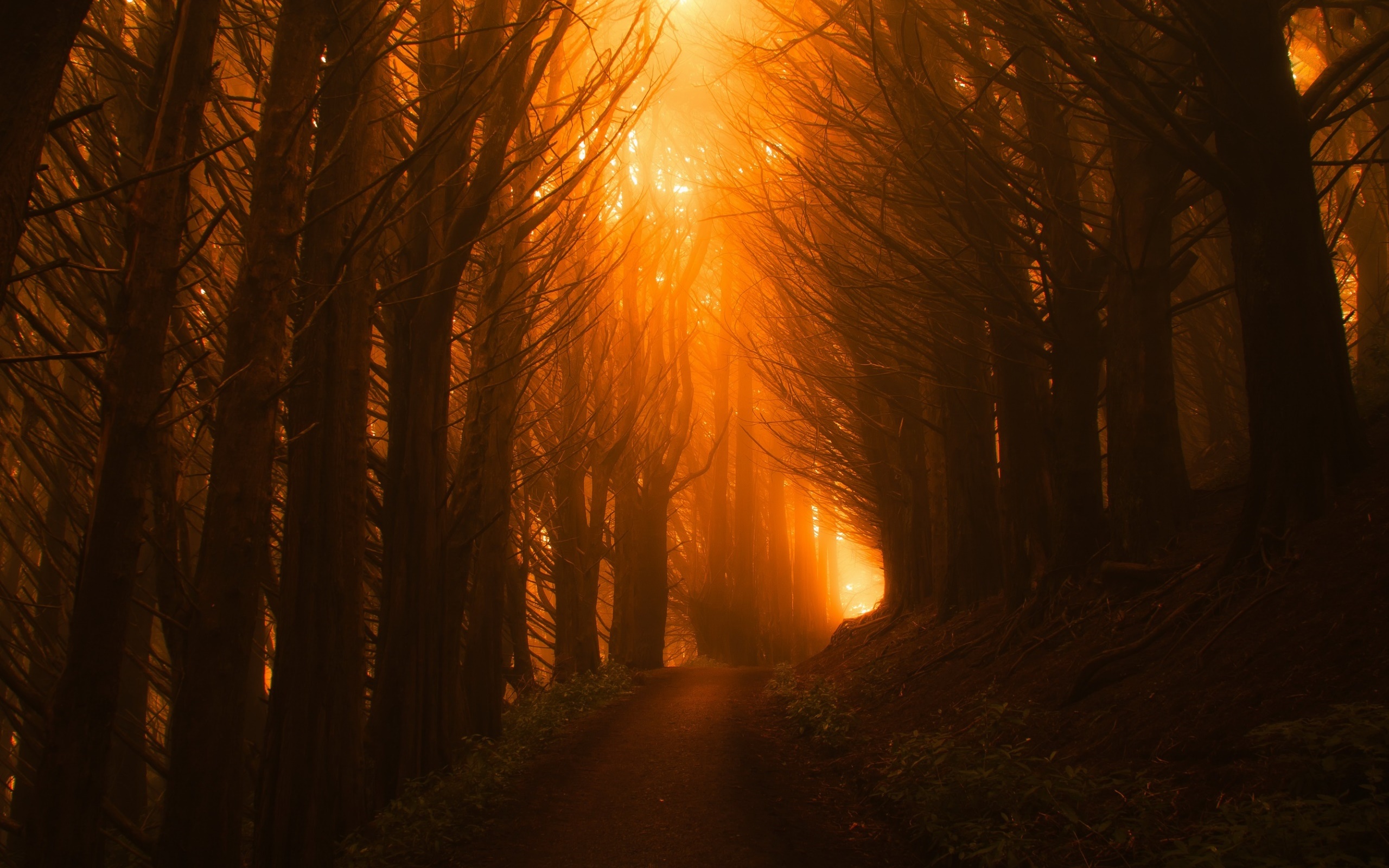 Path through a dark forest with sunlight HD Wallpaper
