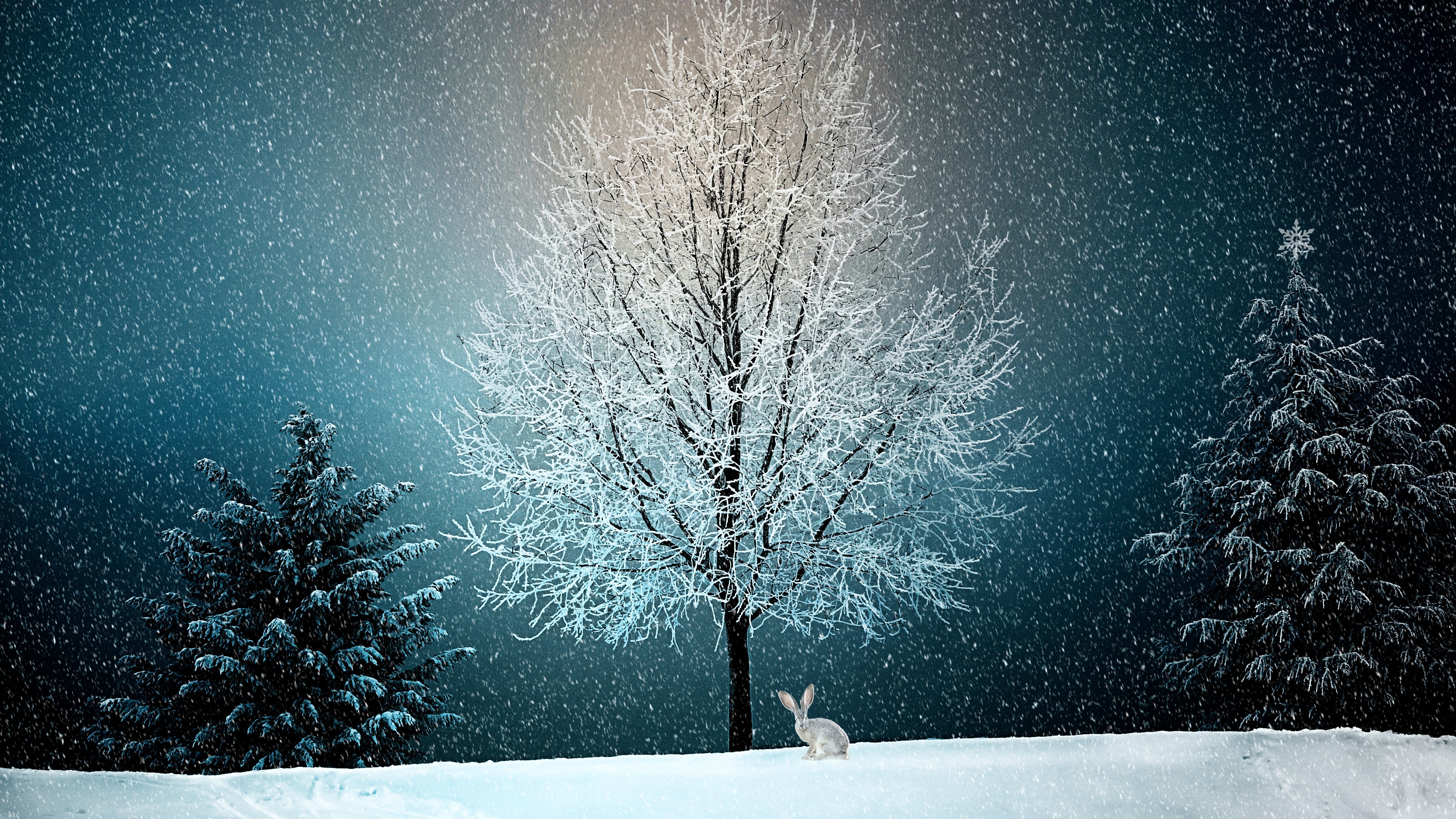 Snowy Winter Trees in Moonlight 4K HD Wallpaper