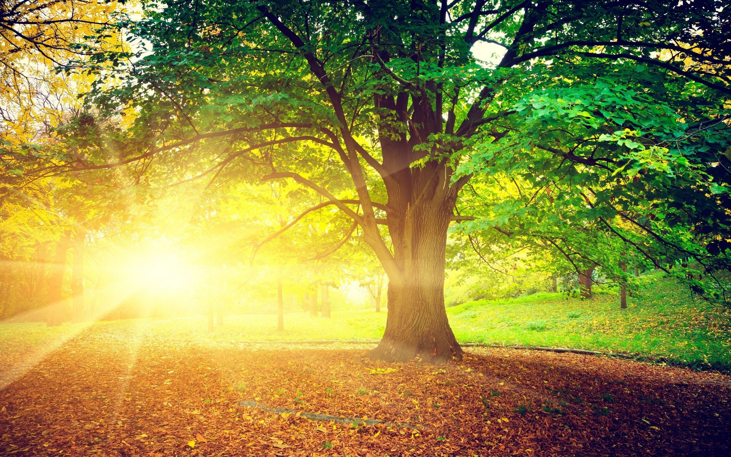 Sunlight filtering through trees in a park HD Wallpaper