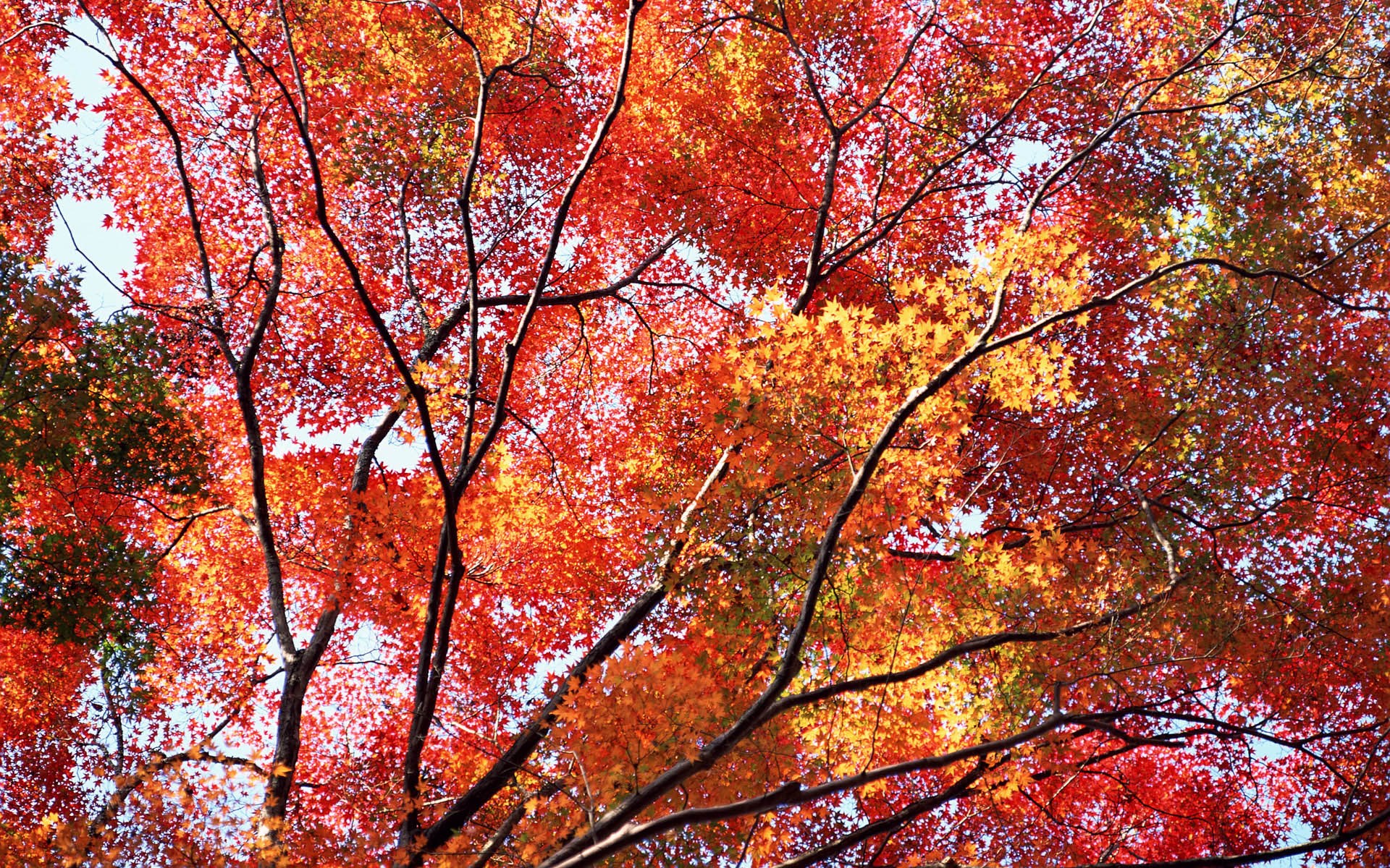 Autumn tree branches with red and orange leaves HD Wallpaper