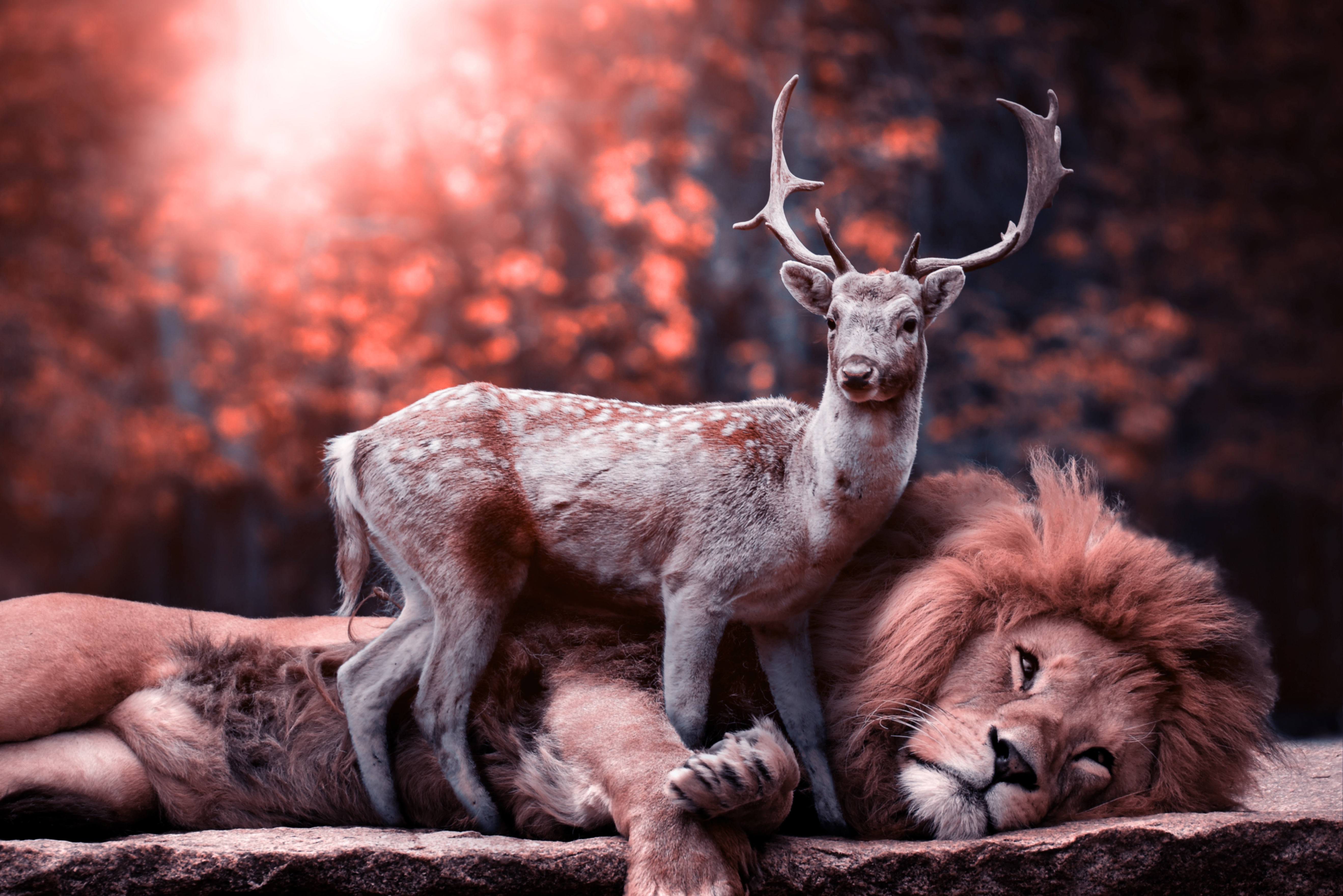 Lion and deer resting together in forest HD Wallpaper