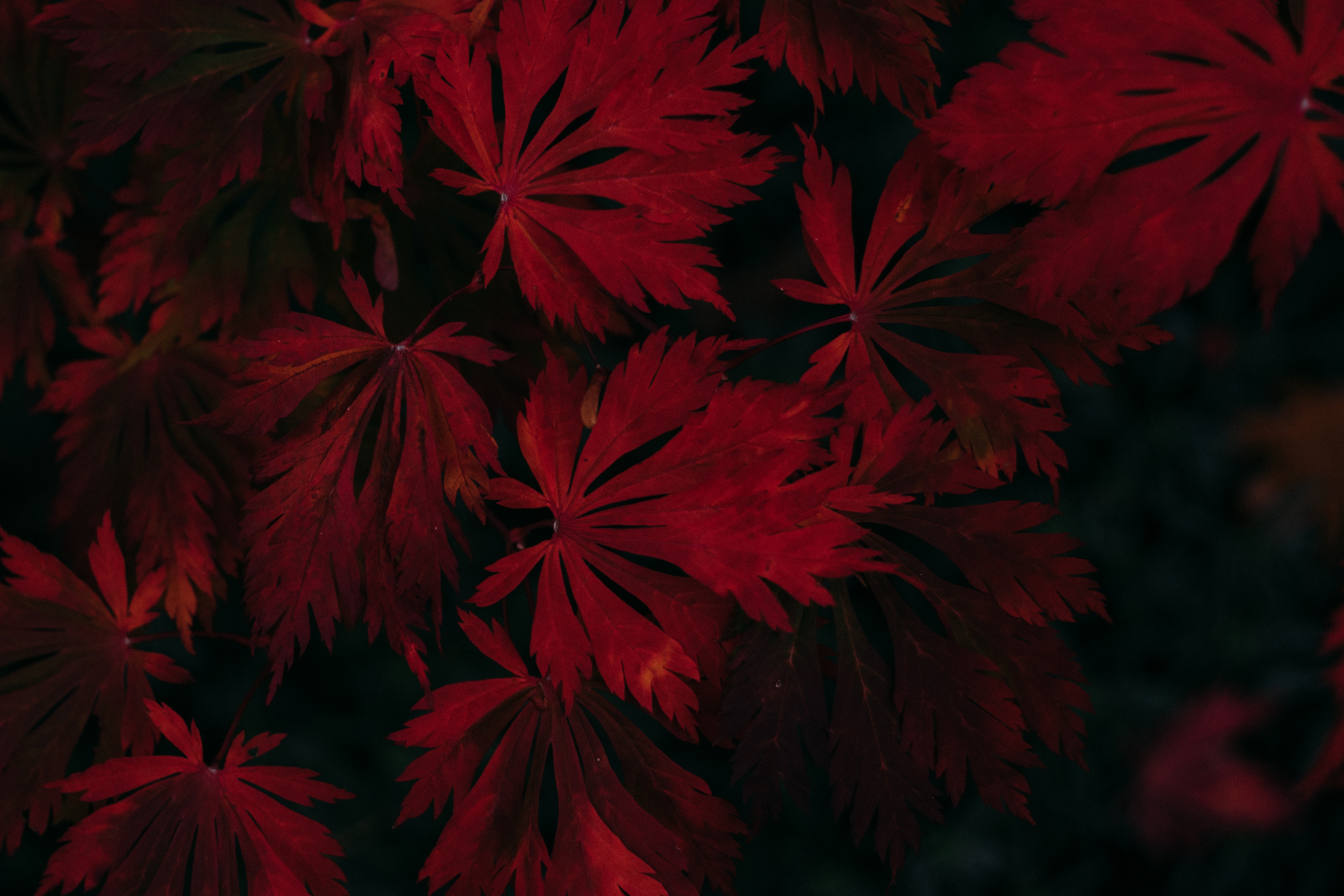 Deep Red Autumn Leaves in Dark 4K Setting HD Wallpaper