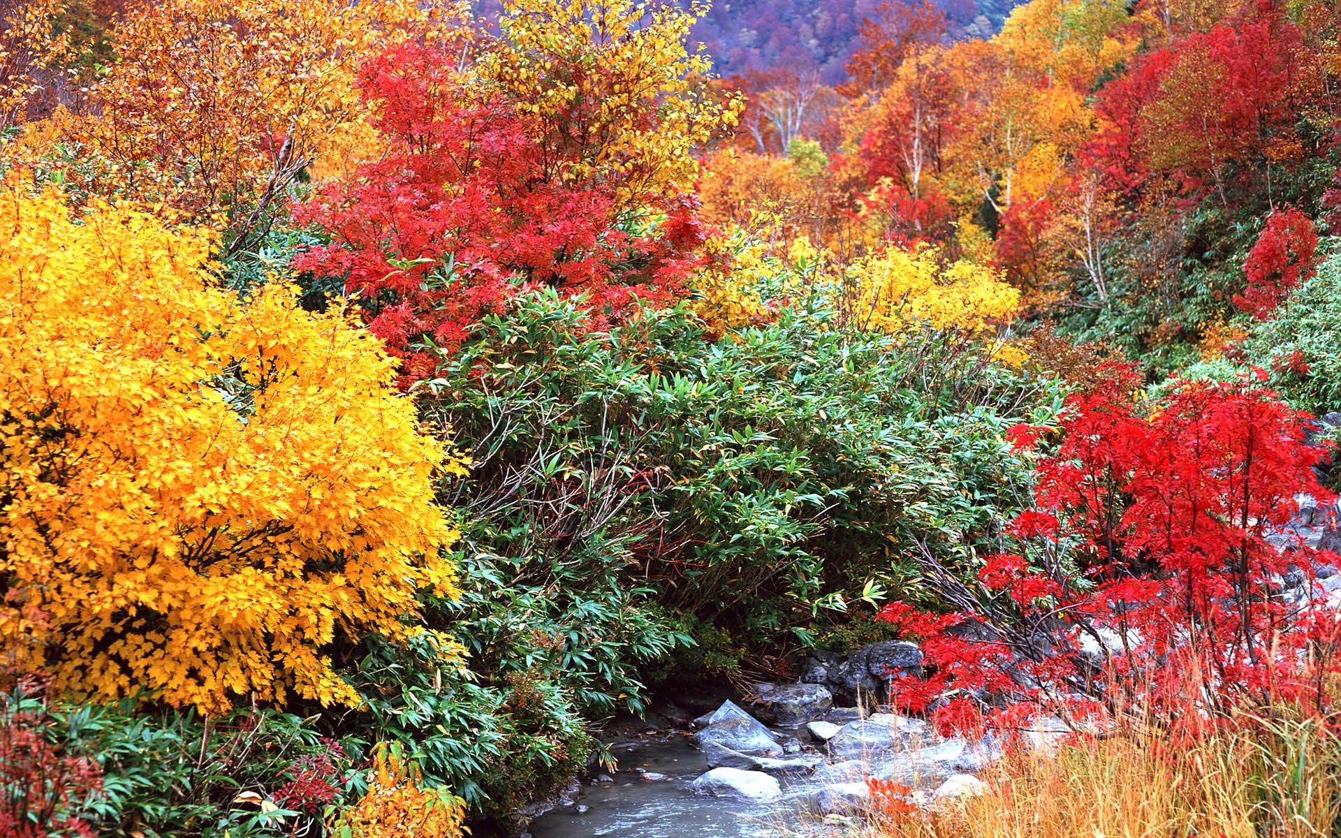 Autumn forest with a stream and colorful foliage HD Wallpaper