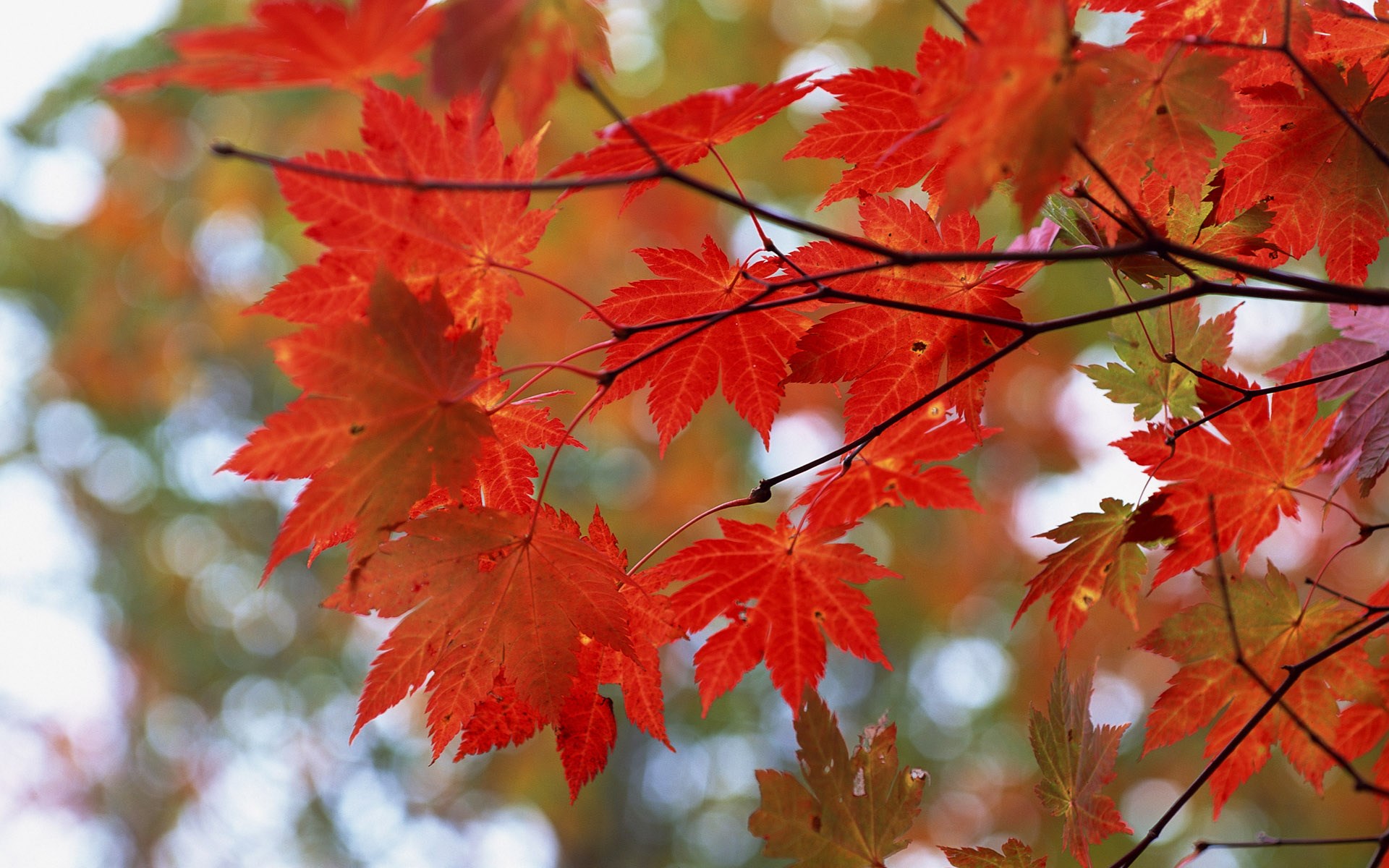 Red maple leaves on branches in autumn HD Wallpaper