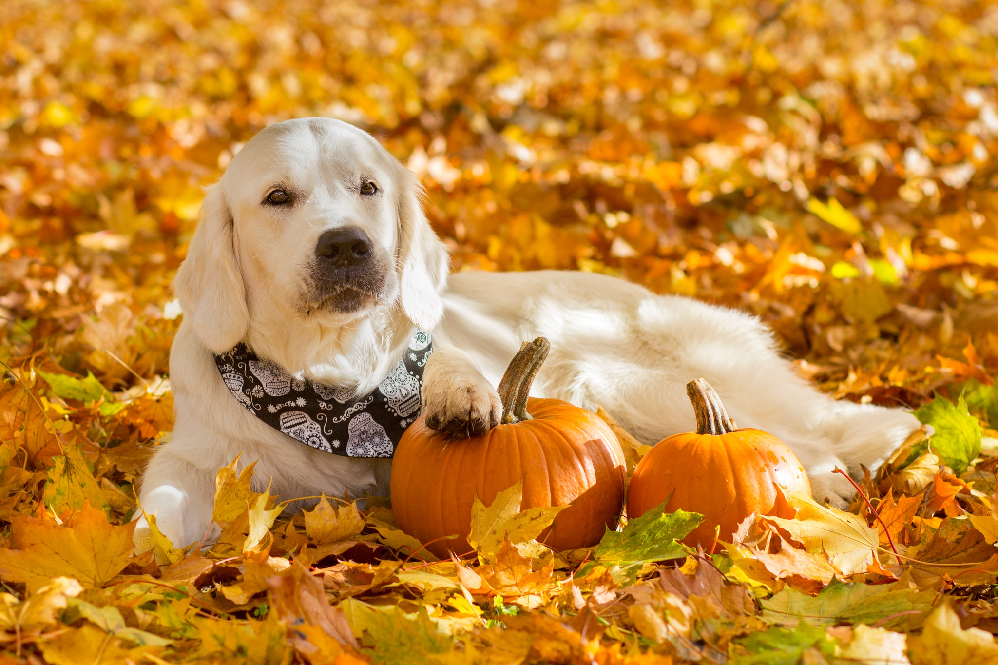 Golden Retriever dog with pumpkins in autumn leaves HD Wallpaper