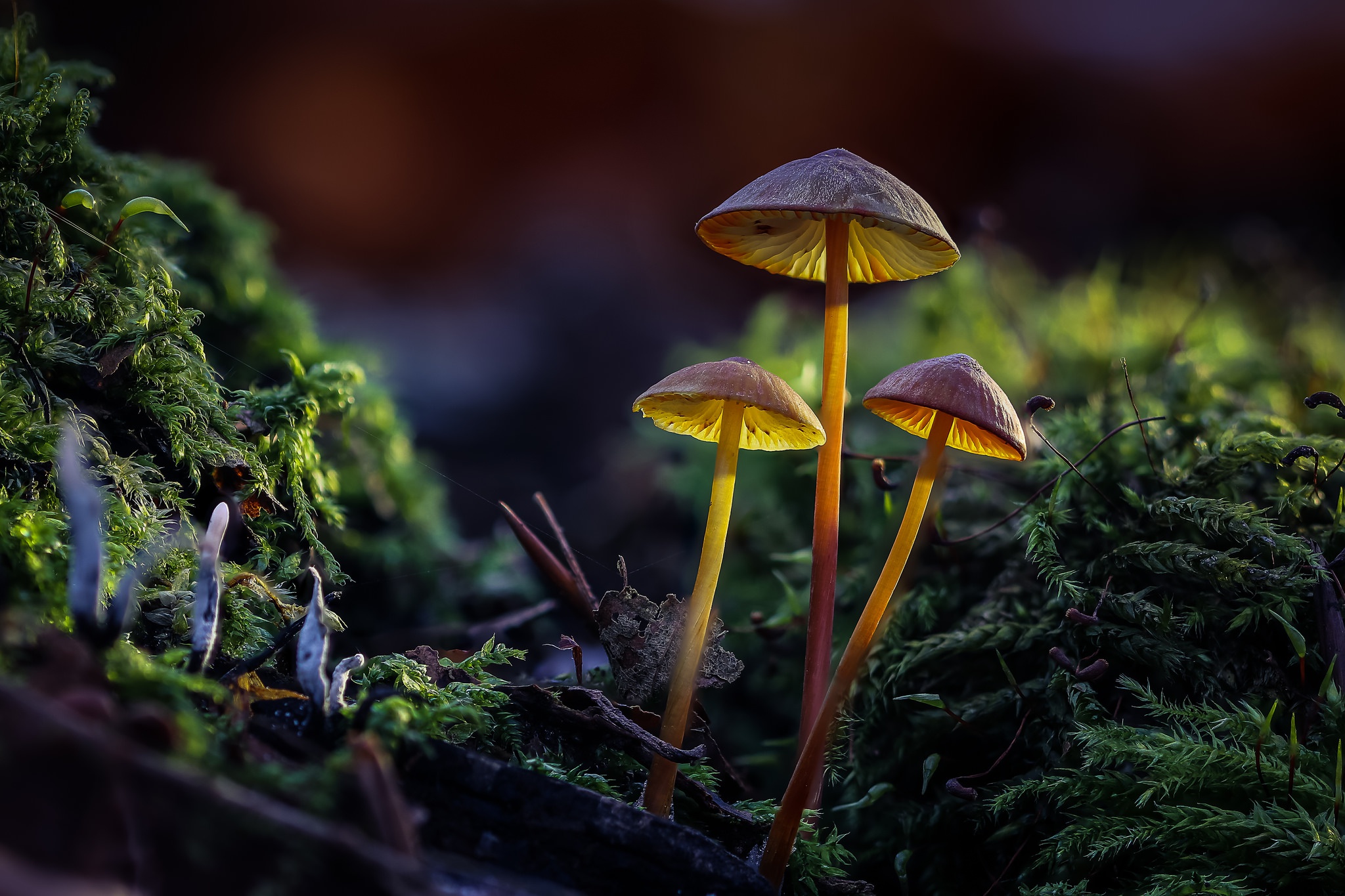 Three glowing mushrooms on mossy ground HD Wallpaper