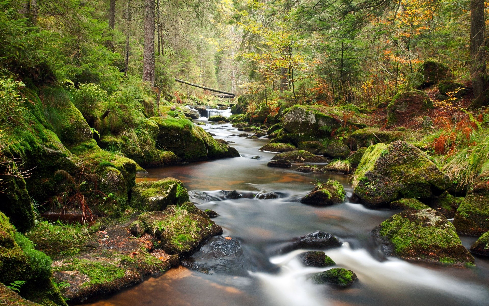 Mossy rocks in a forest stream HD Wallpaper