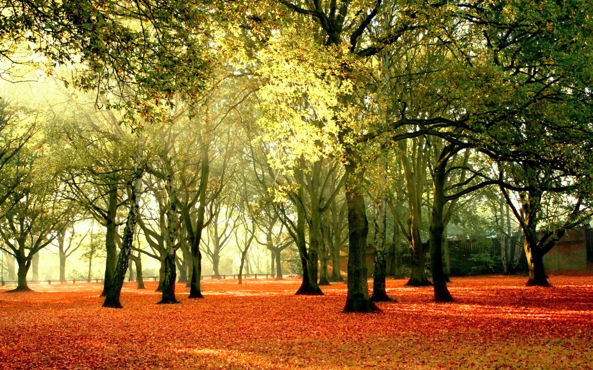 Autumn forest with fallen leaves and sunlight HD Wallpaper