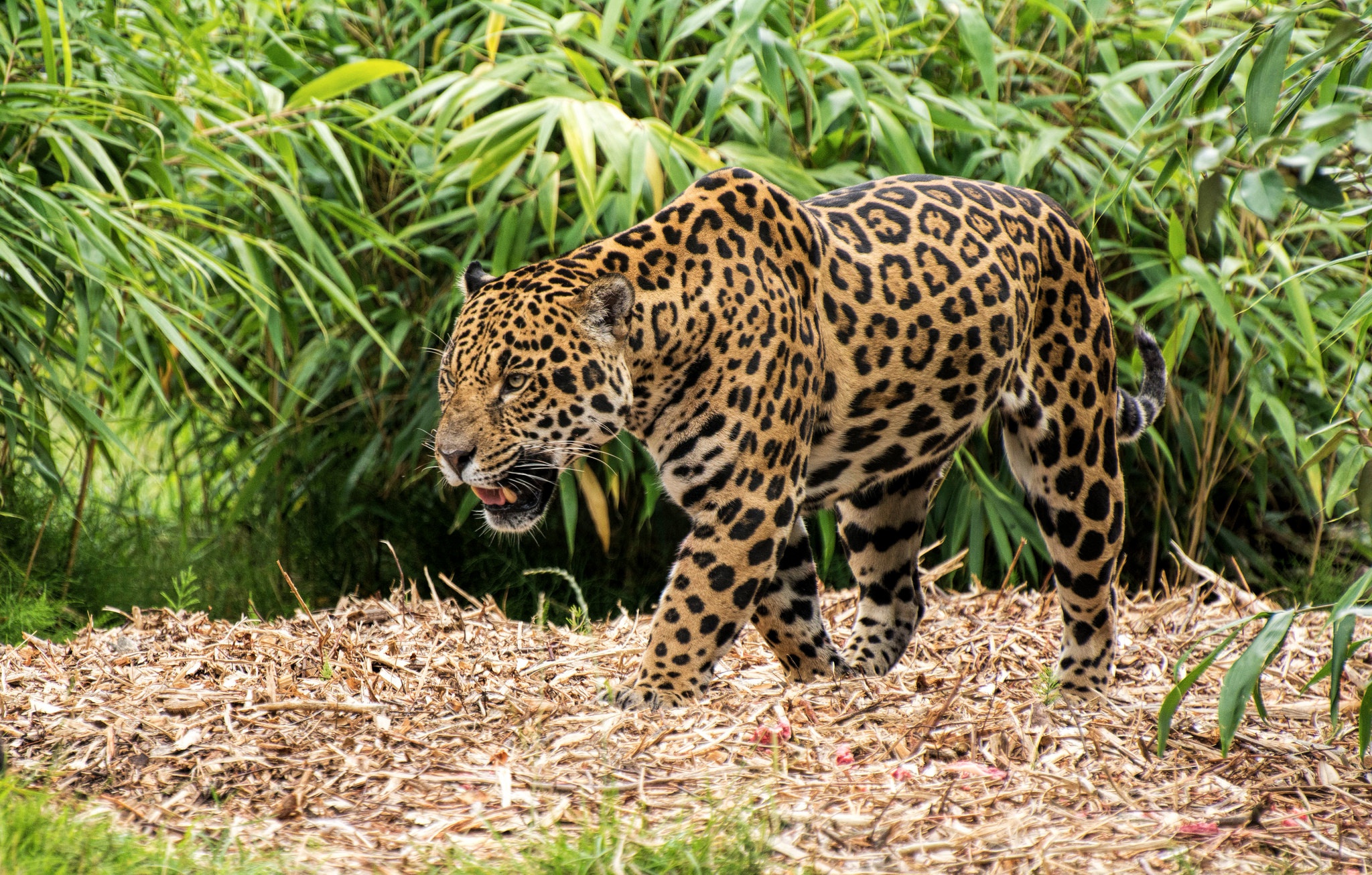 Jaguar walking in a forest with bamboo HD Wallpaper