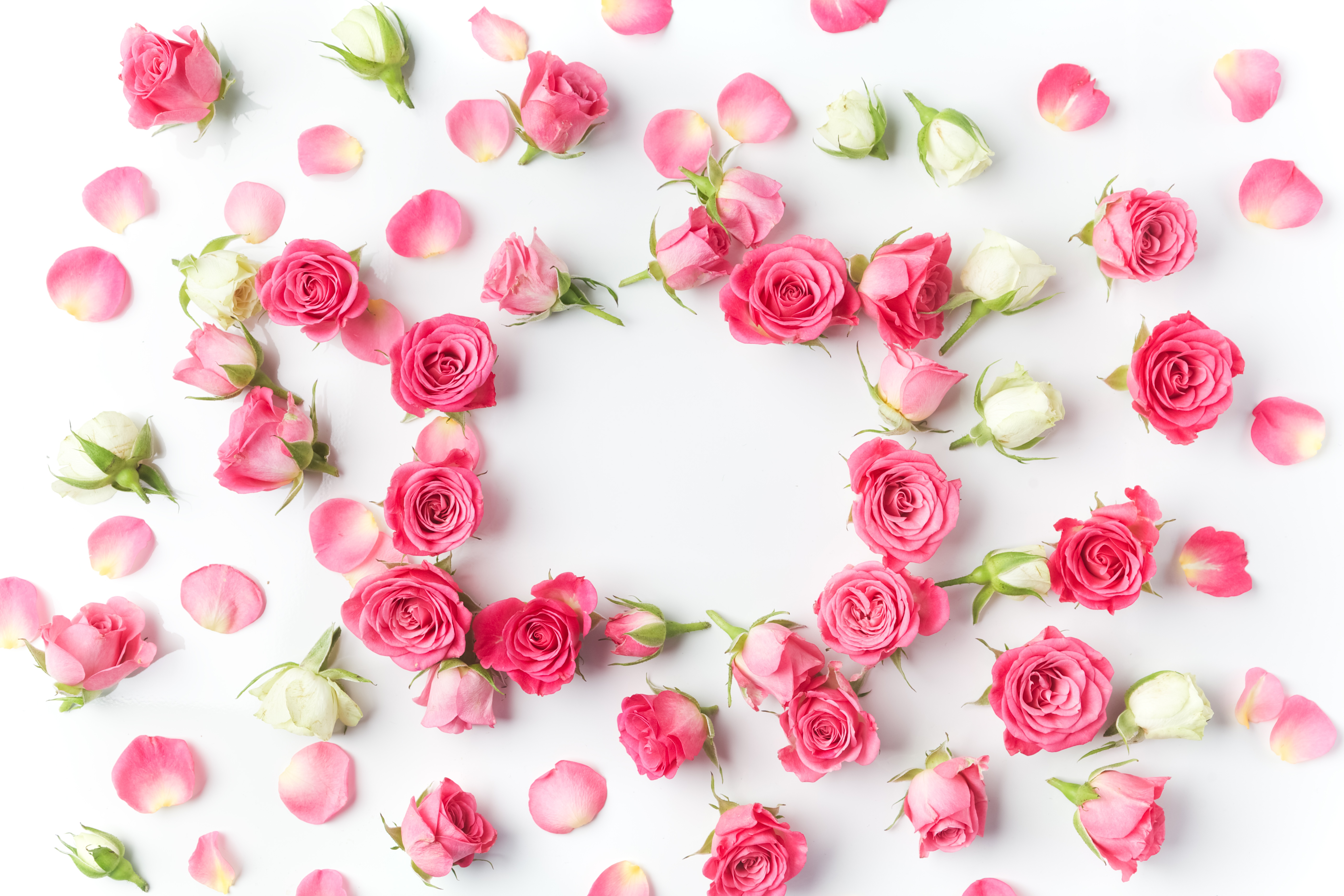 Pink and white roses and petals arranged in a circle HD Wallpaper