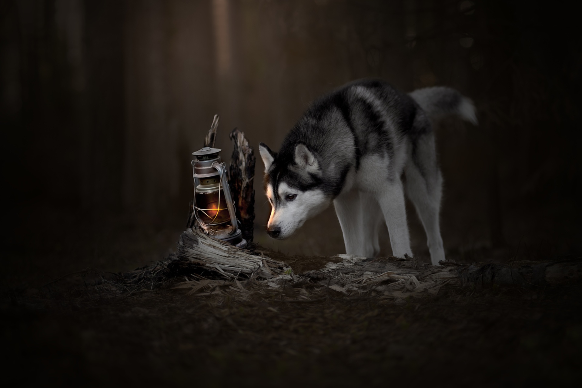 Husky dog sniffing a lantern in a dark forest HD Wallpaper