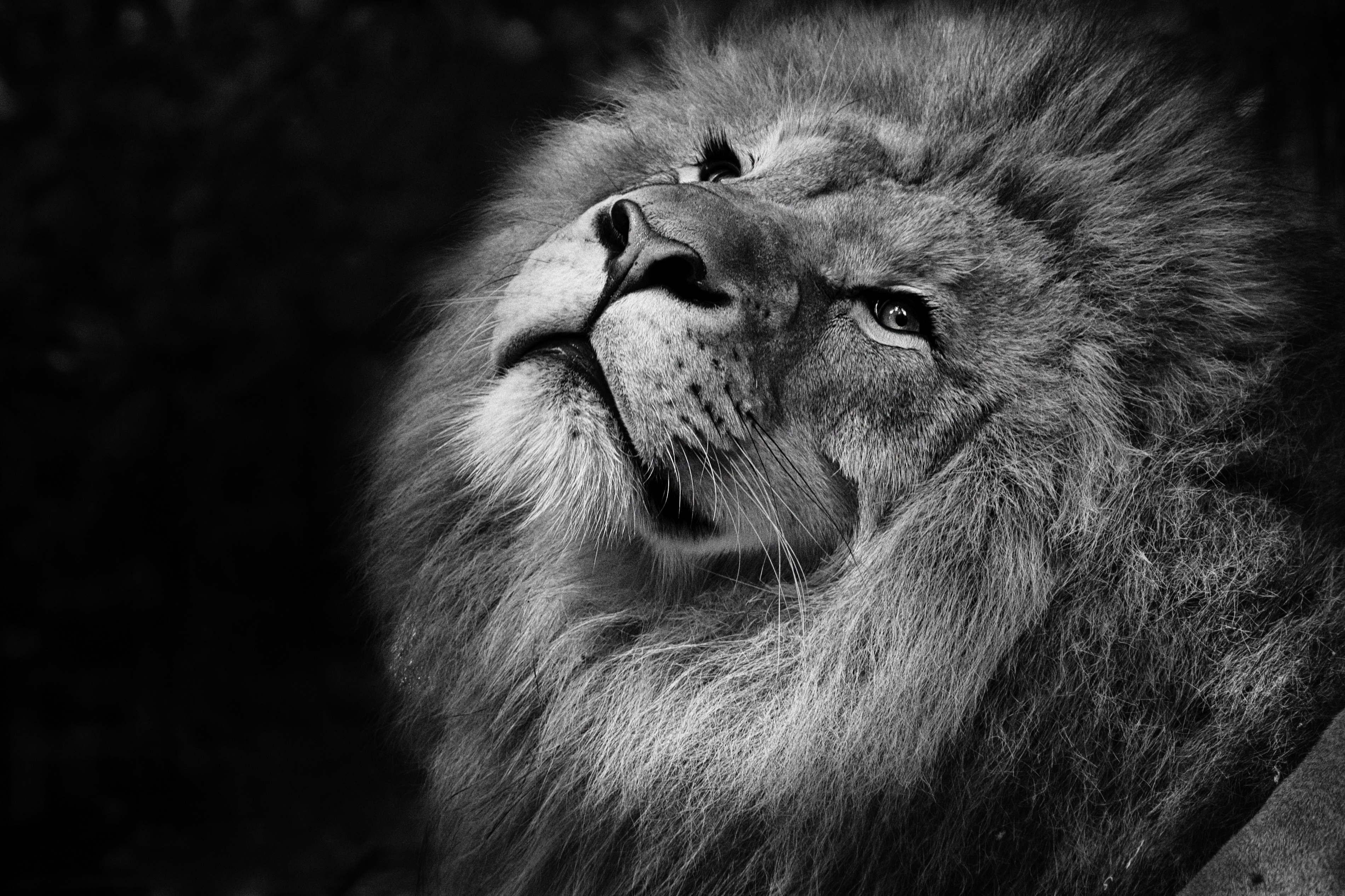 Monochrome 4K Lion Portrait HD Wallpaper