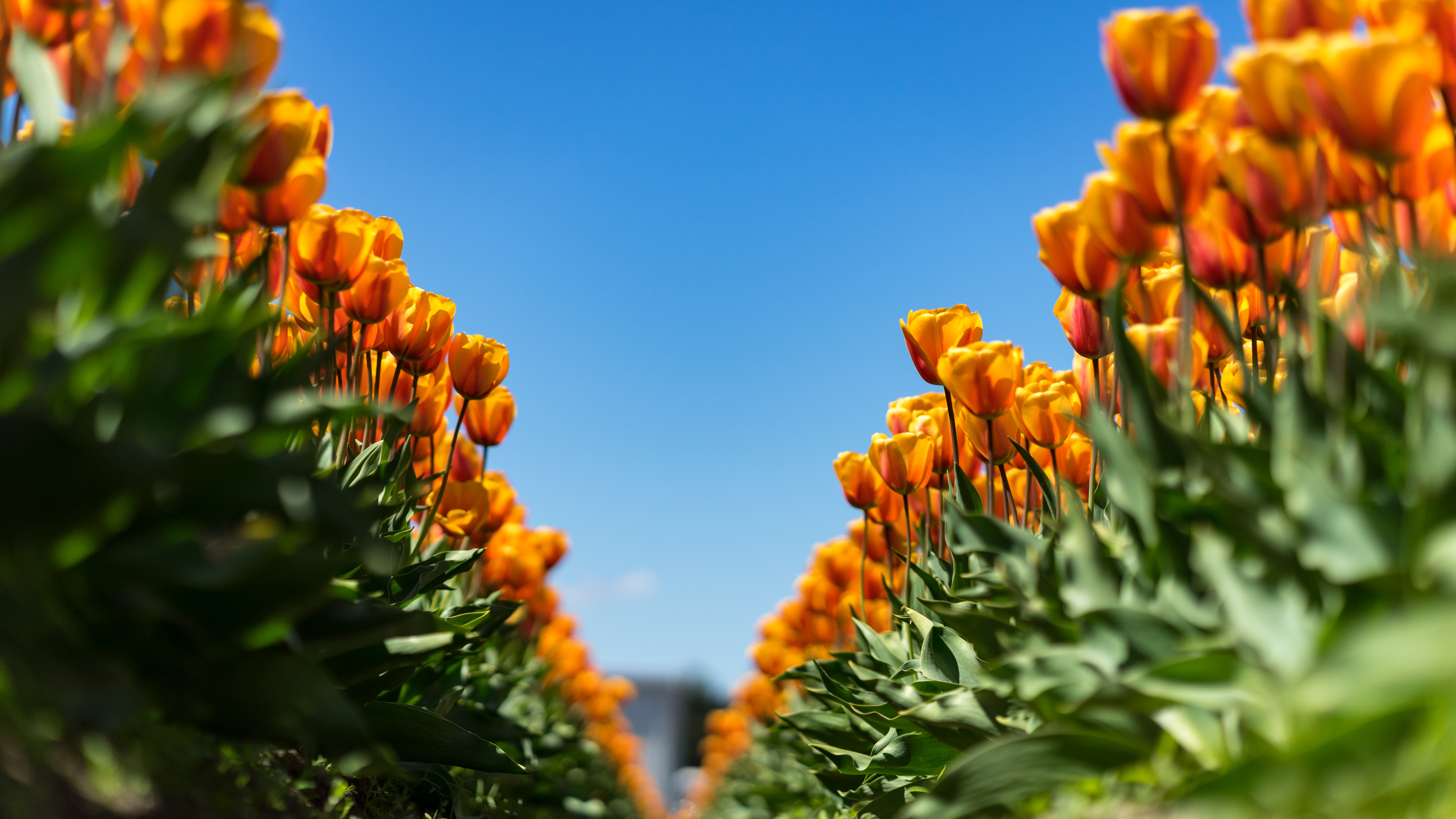 Orange tulips in a field under a blue sky HD Wallpaper