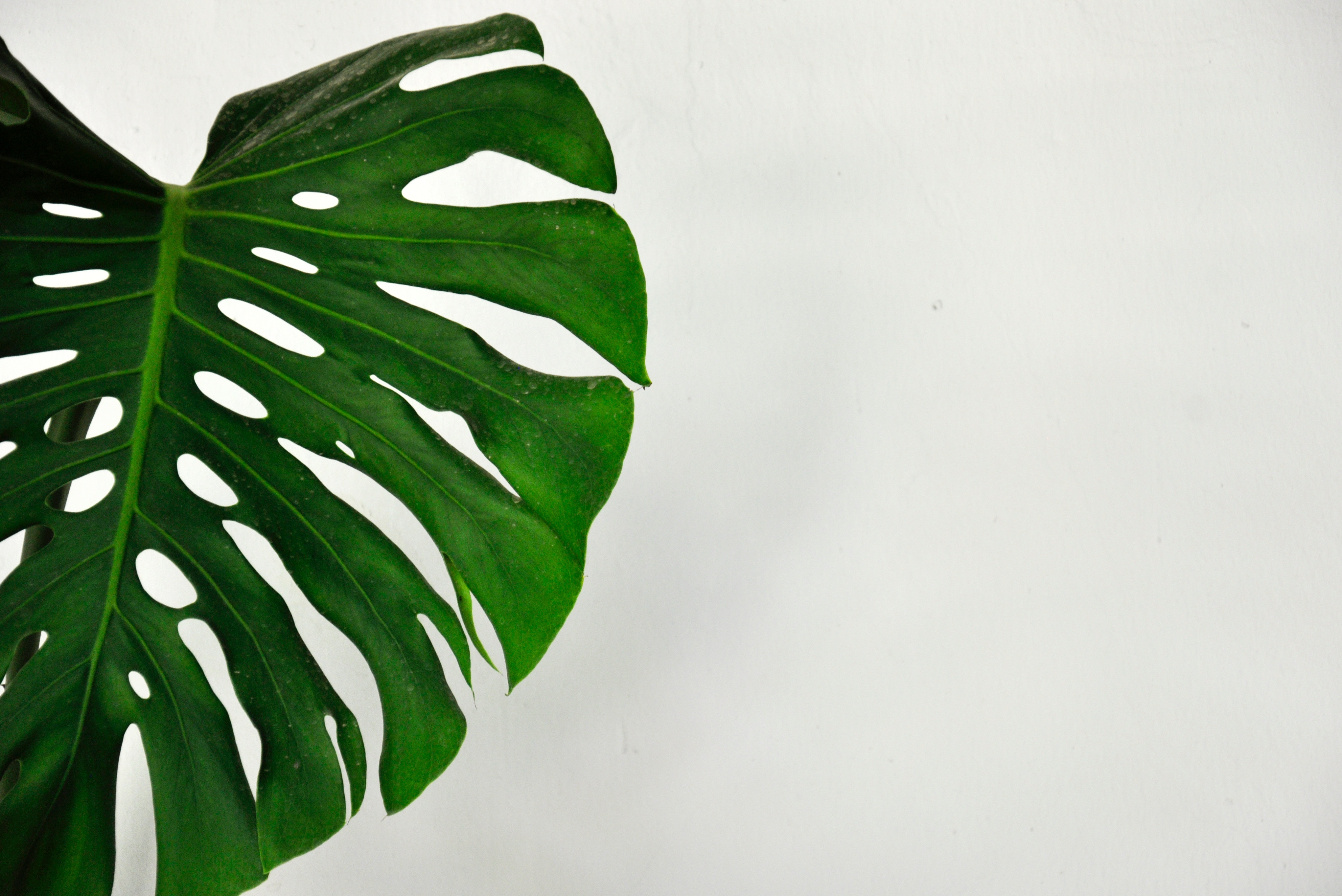 Monstera leaf against a white wall HD Wallpaper