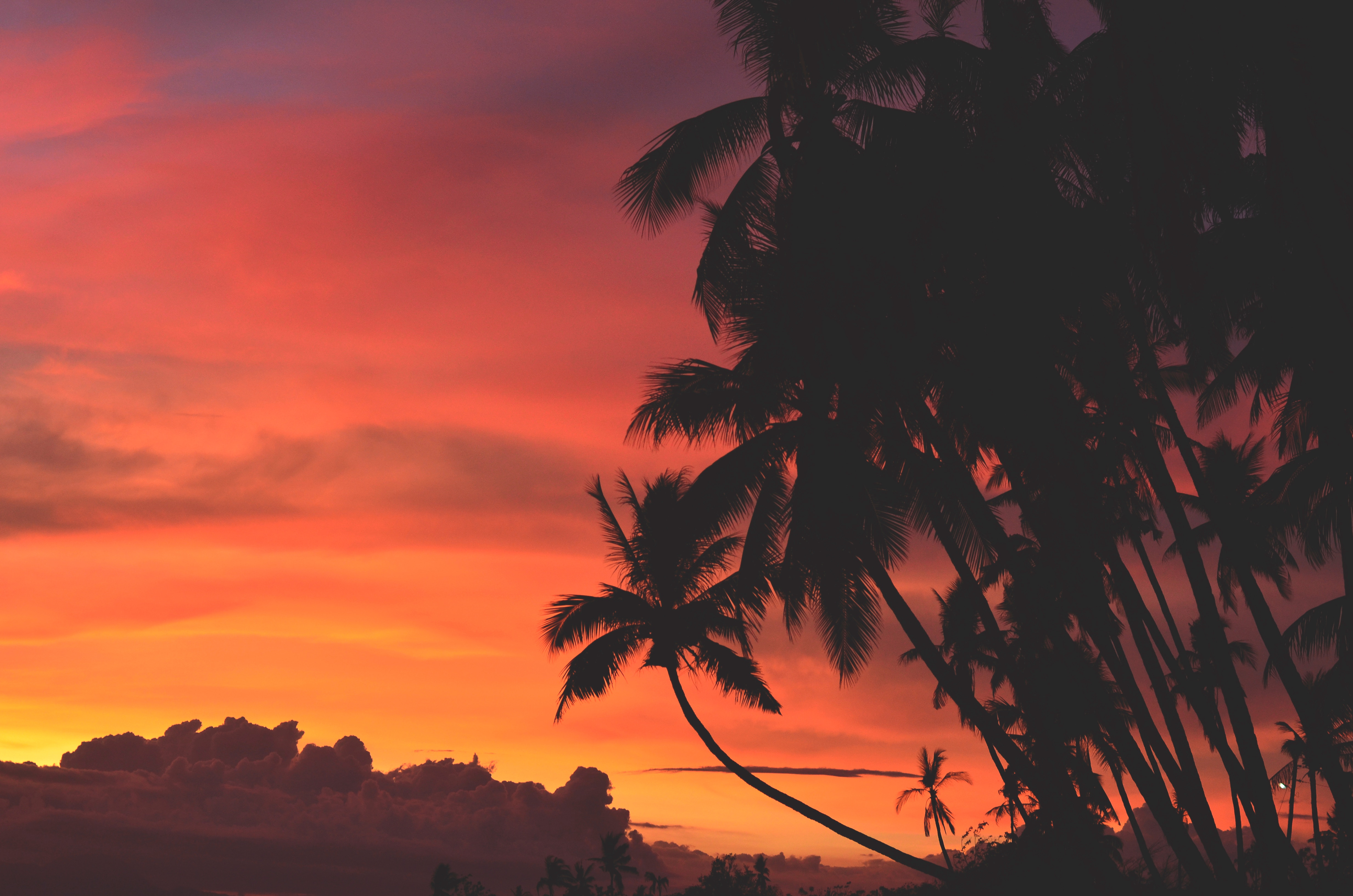Silhouette of palm trees against a colorful sunset sky HD Wallpaper