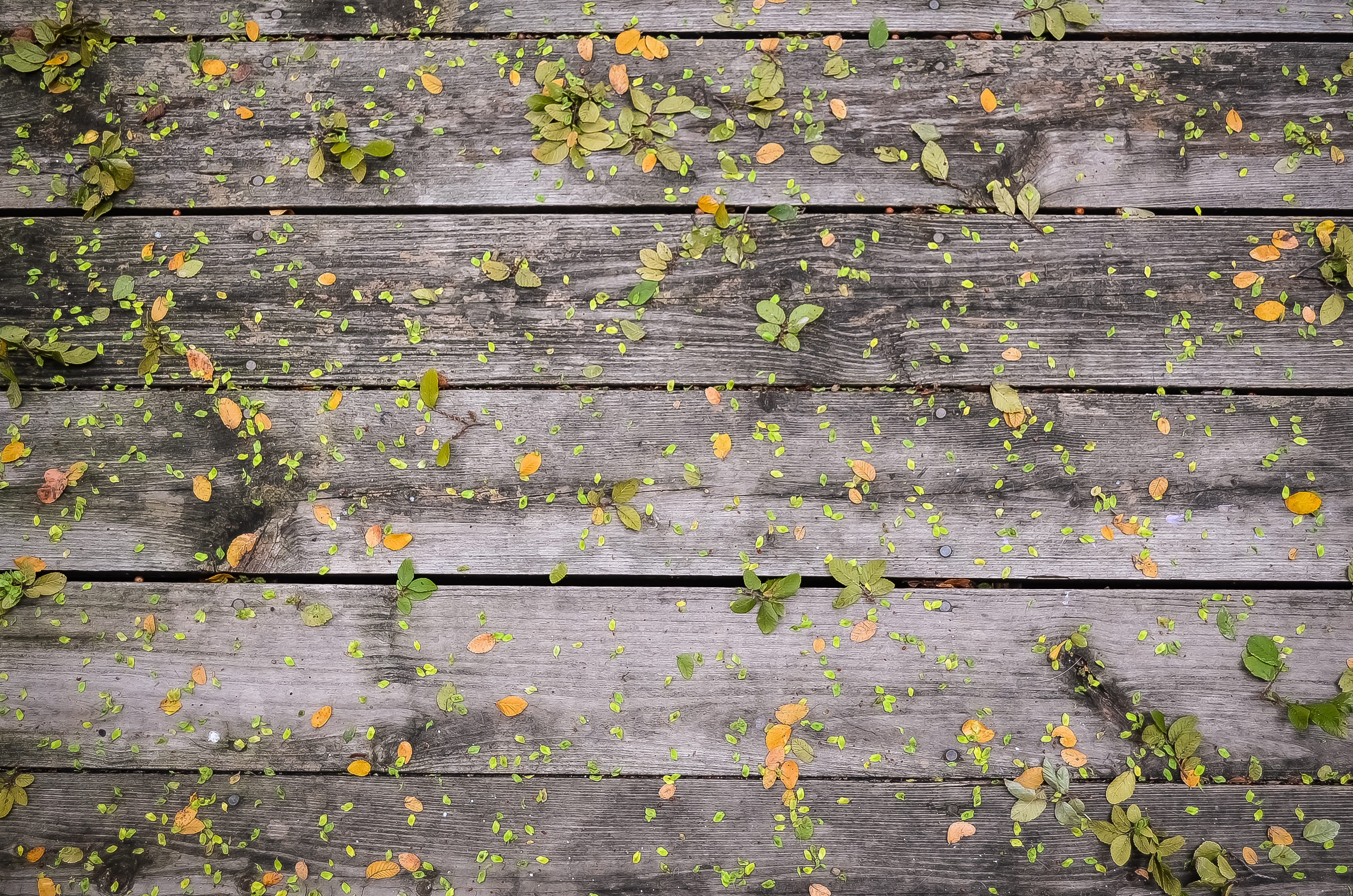 Fallen leaves scattered on a wooden deck HD Wallpaper