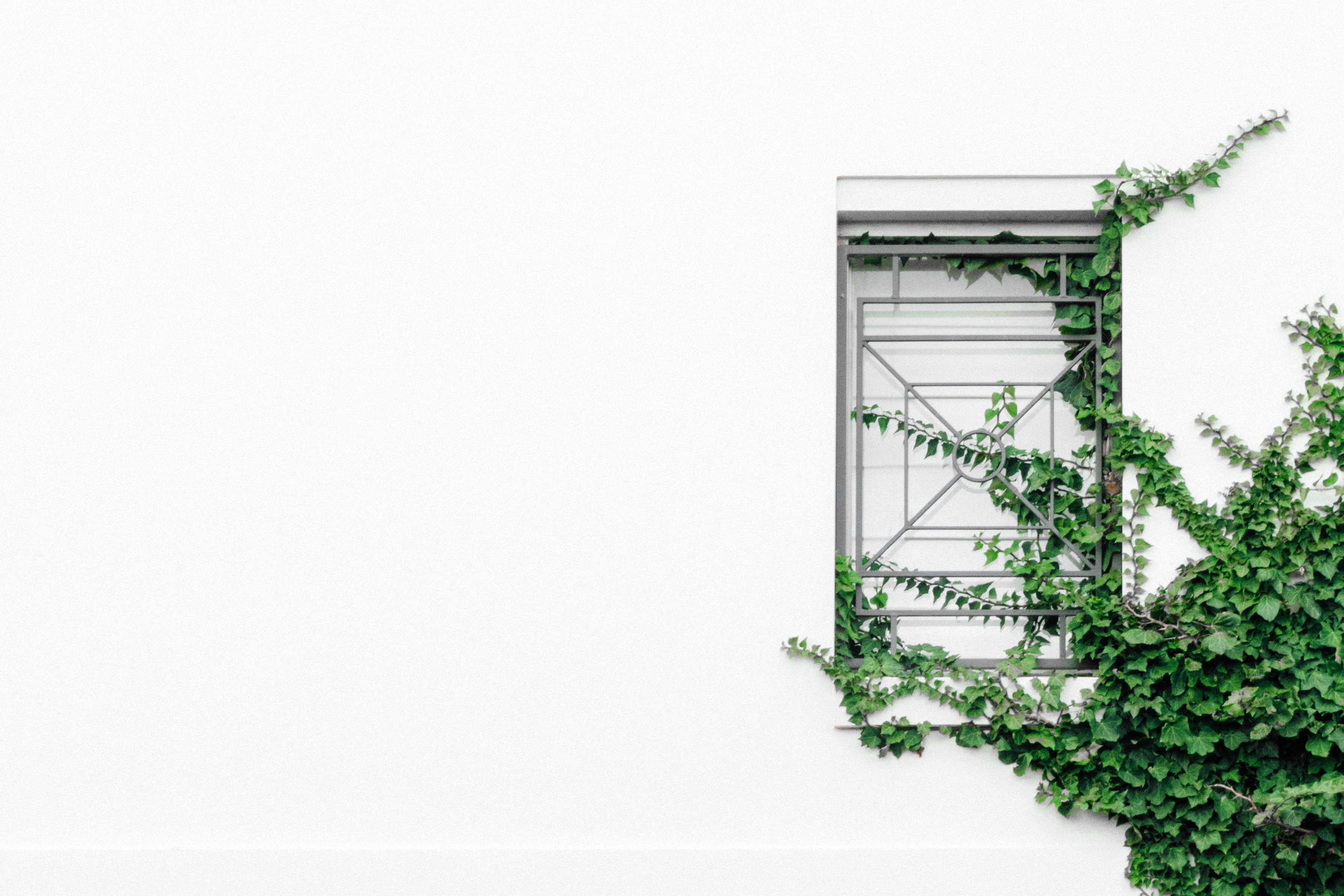 Ivy climbing on a white wall with a window and iron bars HD Wallpaper