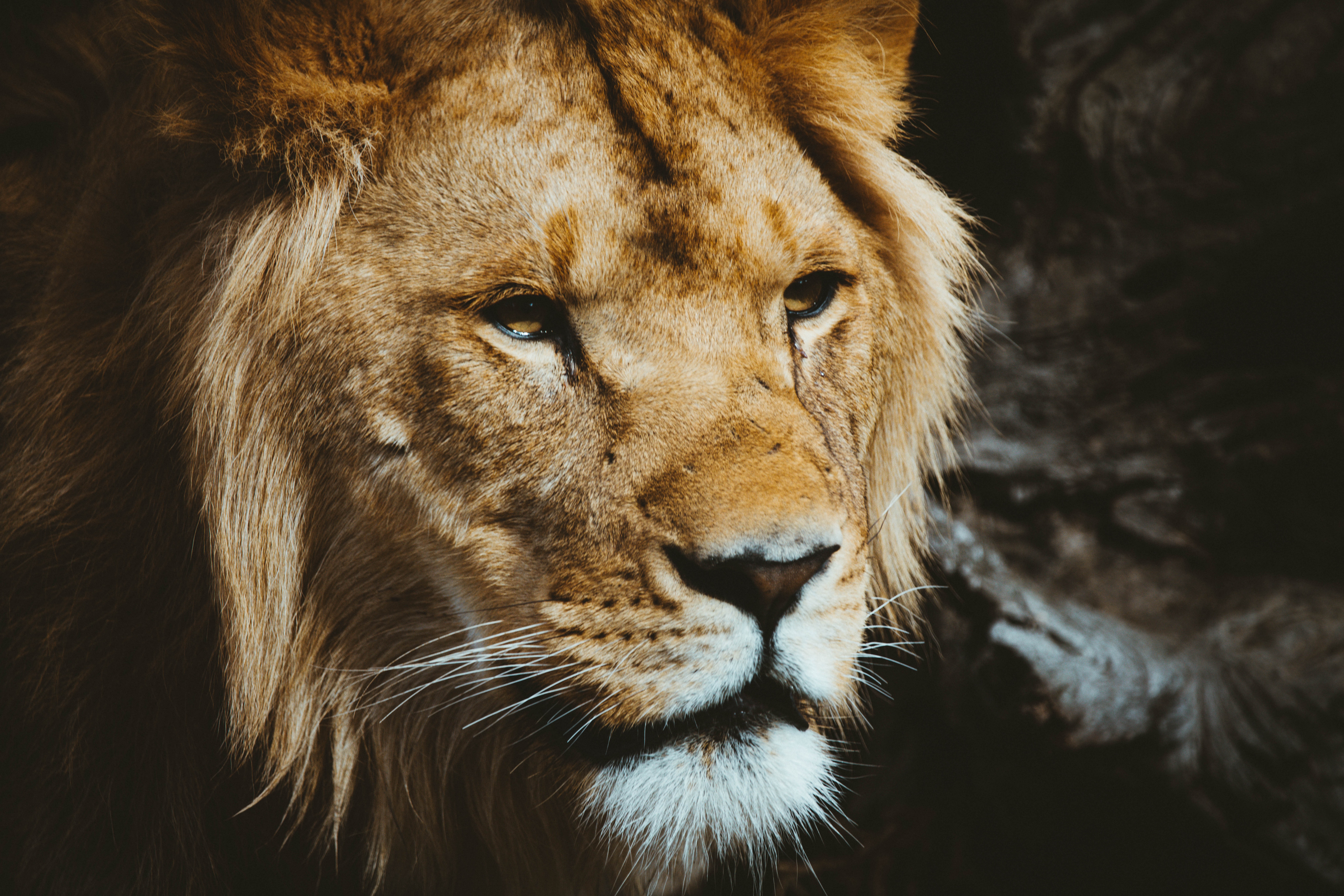 Close-up portrait of a male lion with a dark background HD Wallpaper