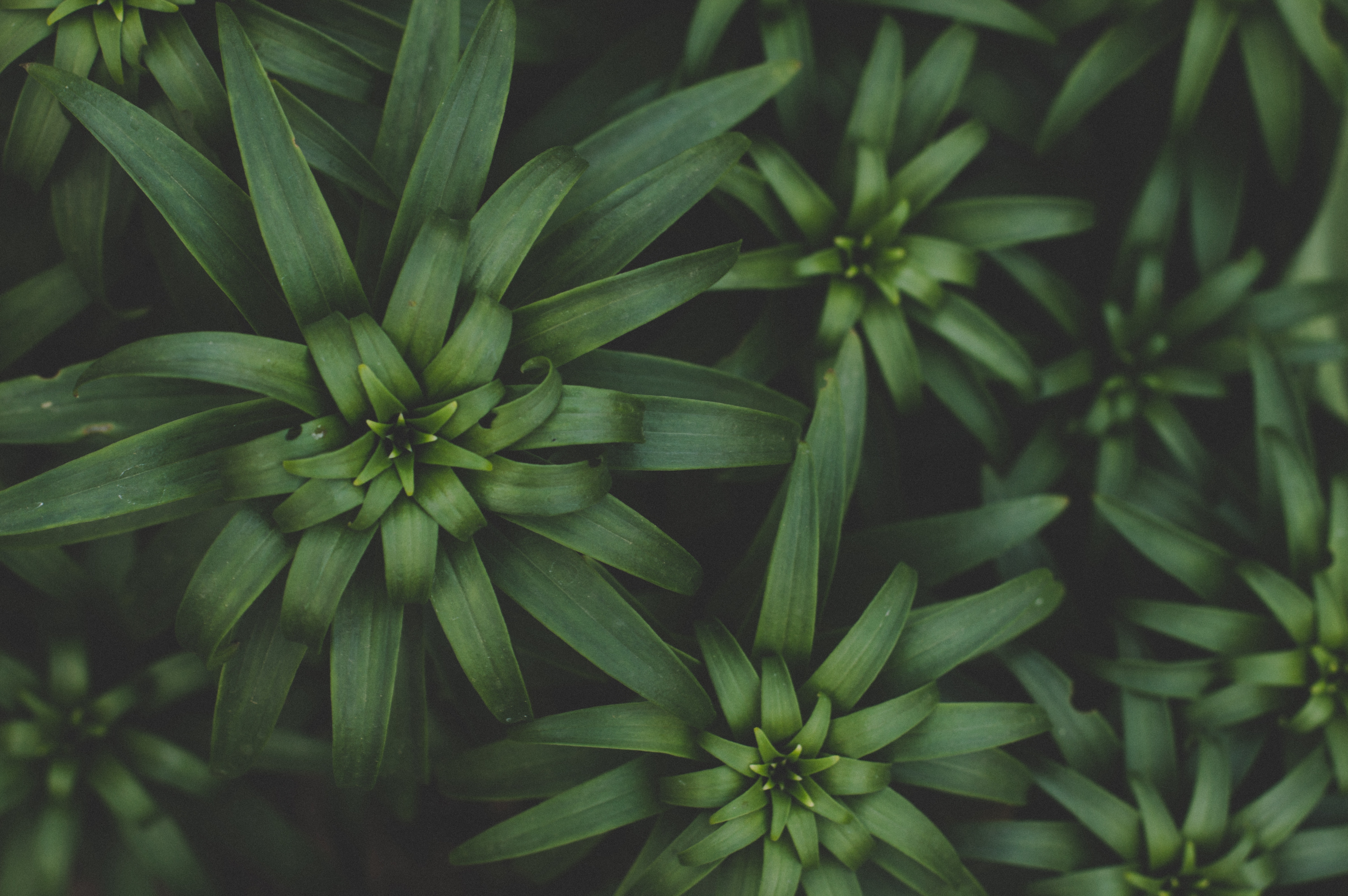 Close up of green lily leaves in a garden HD Wallpaper