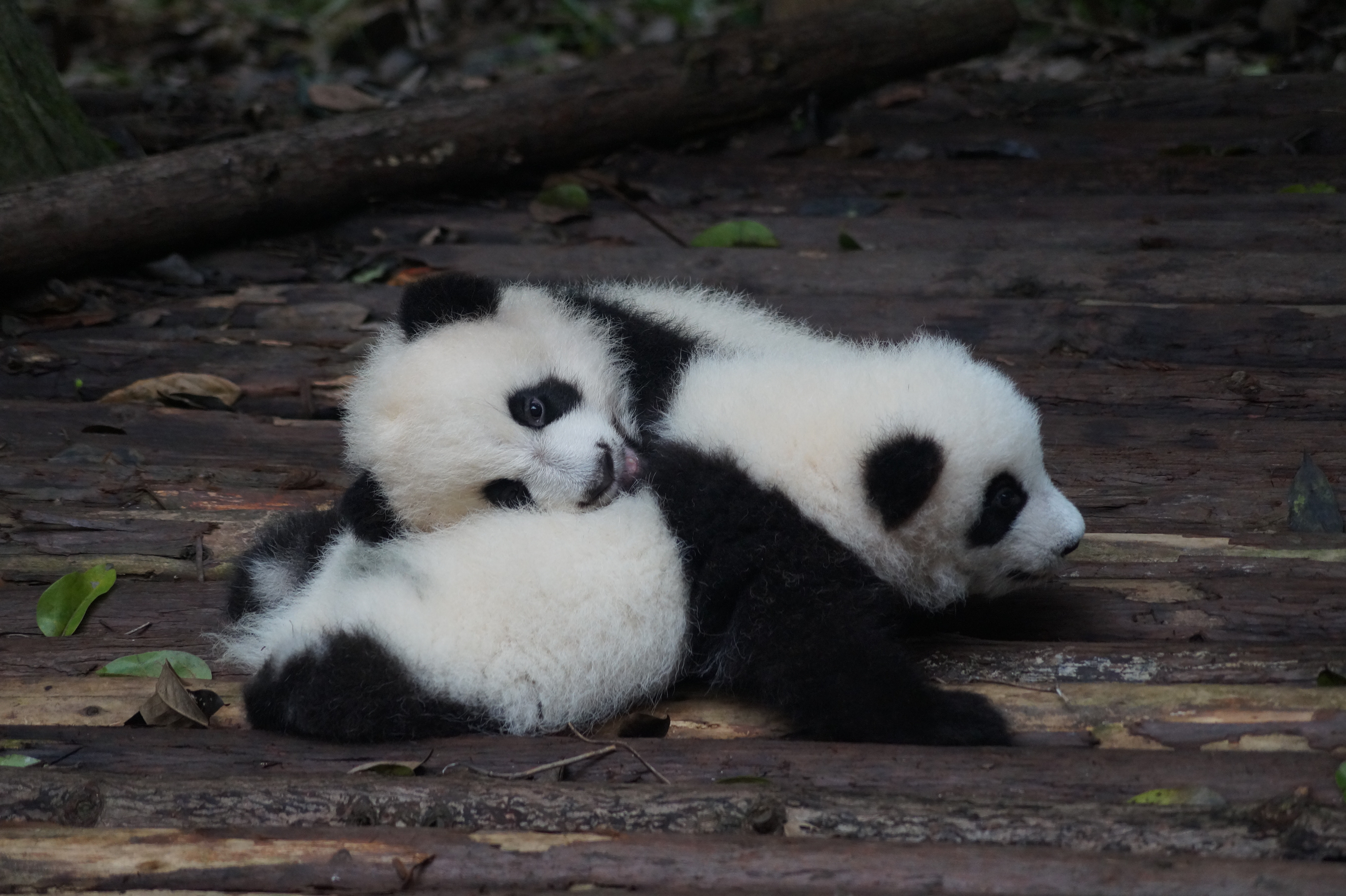Two baby pandas cuddling on a wooden surface HD Wallpaper
