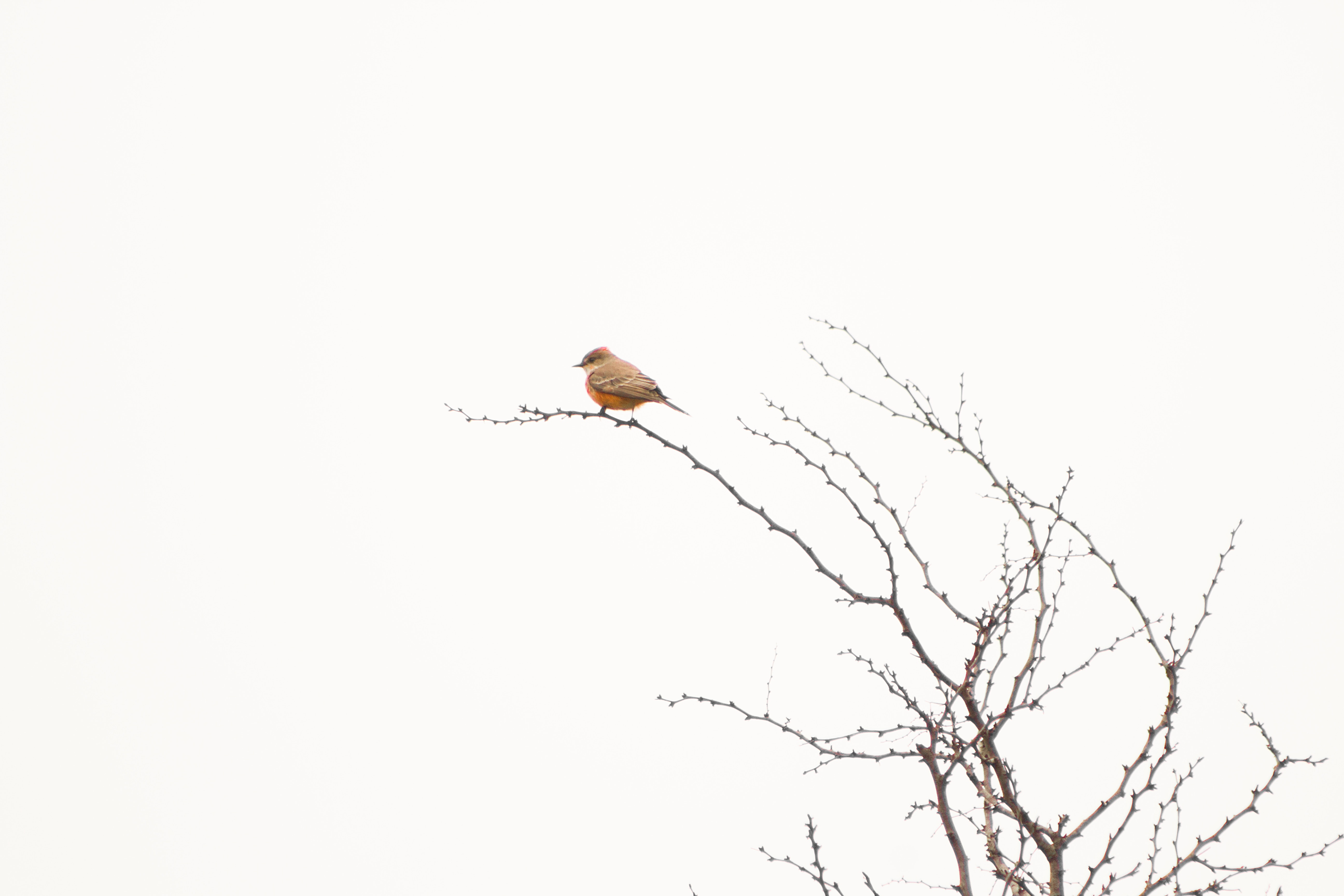 Minimalist bird perched on a bare tree branch HD Wallpaper