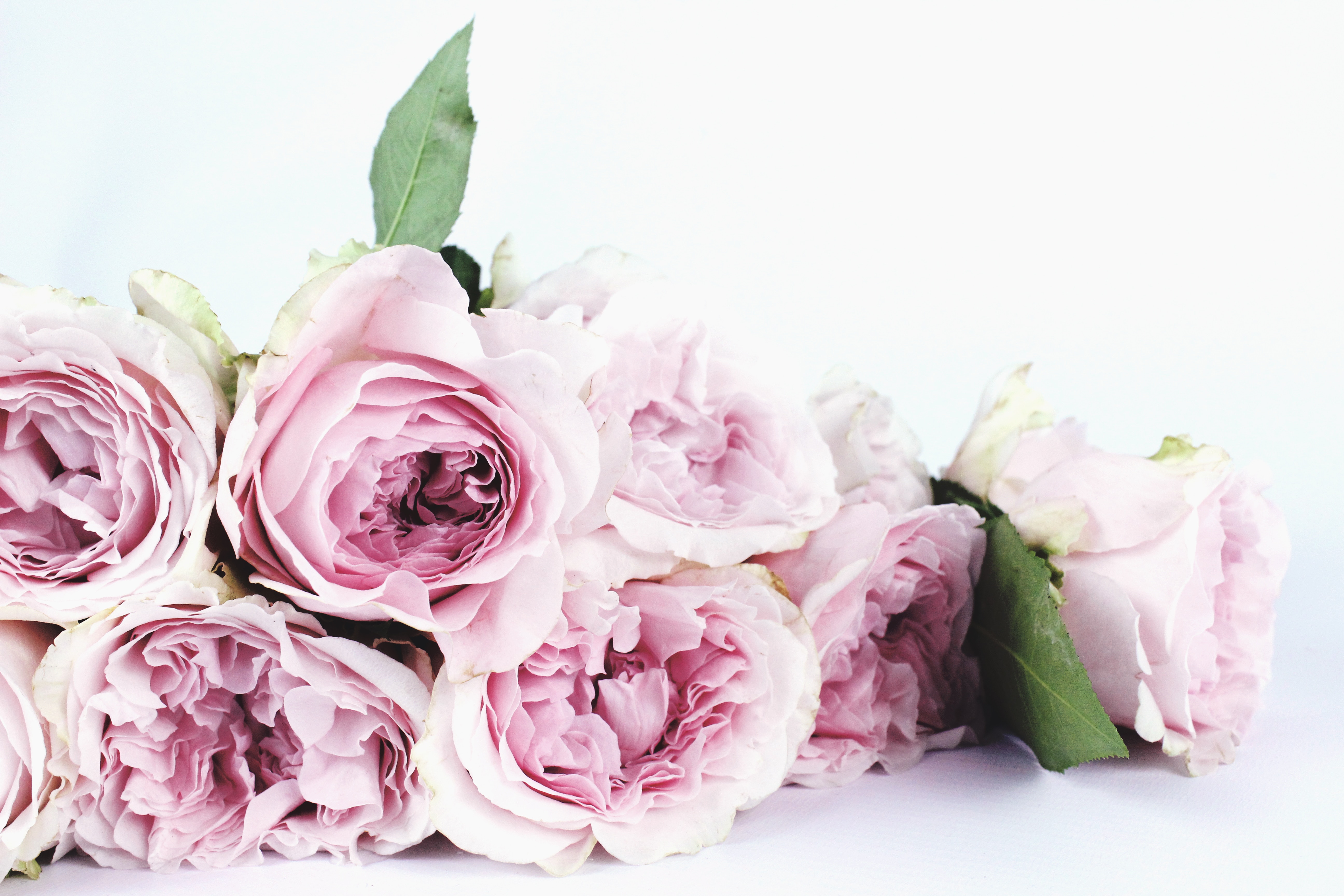 Pink garden roses on a white background HD Wallpaper