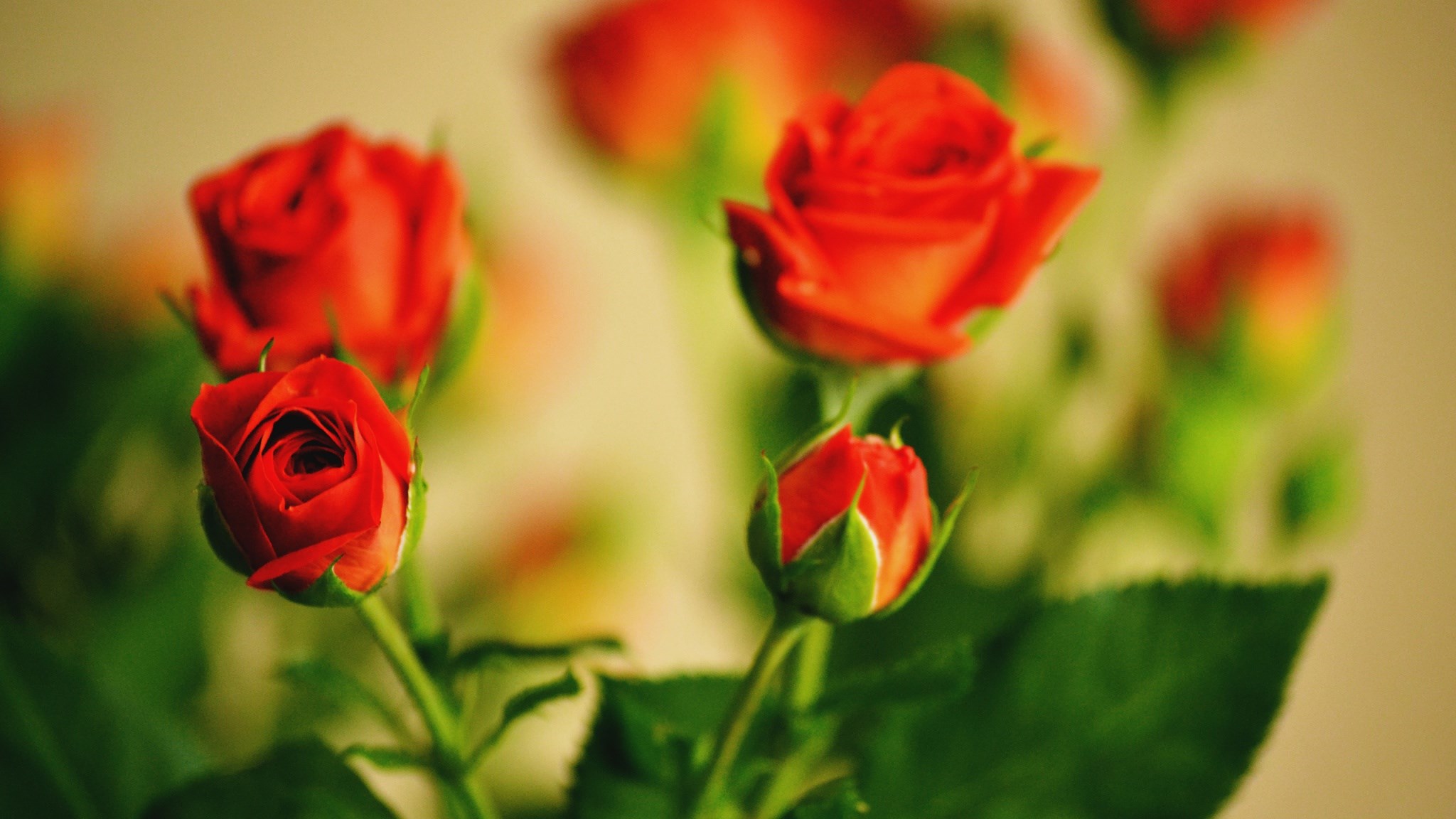 Red roses on a blurred background HD Wallpaper