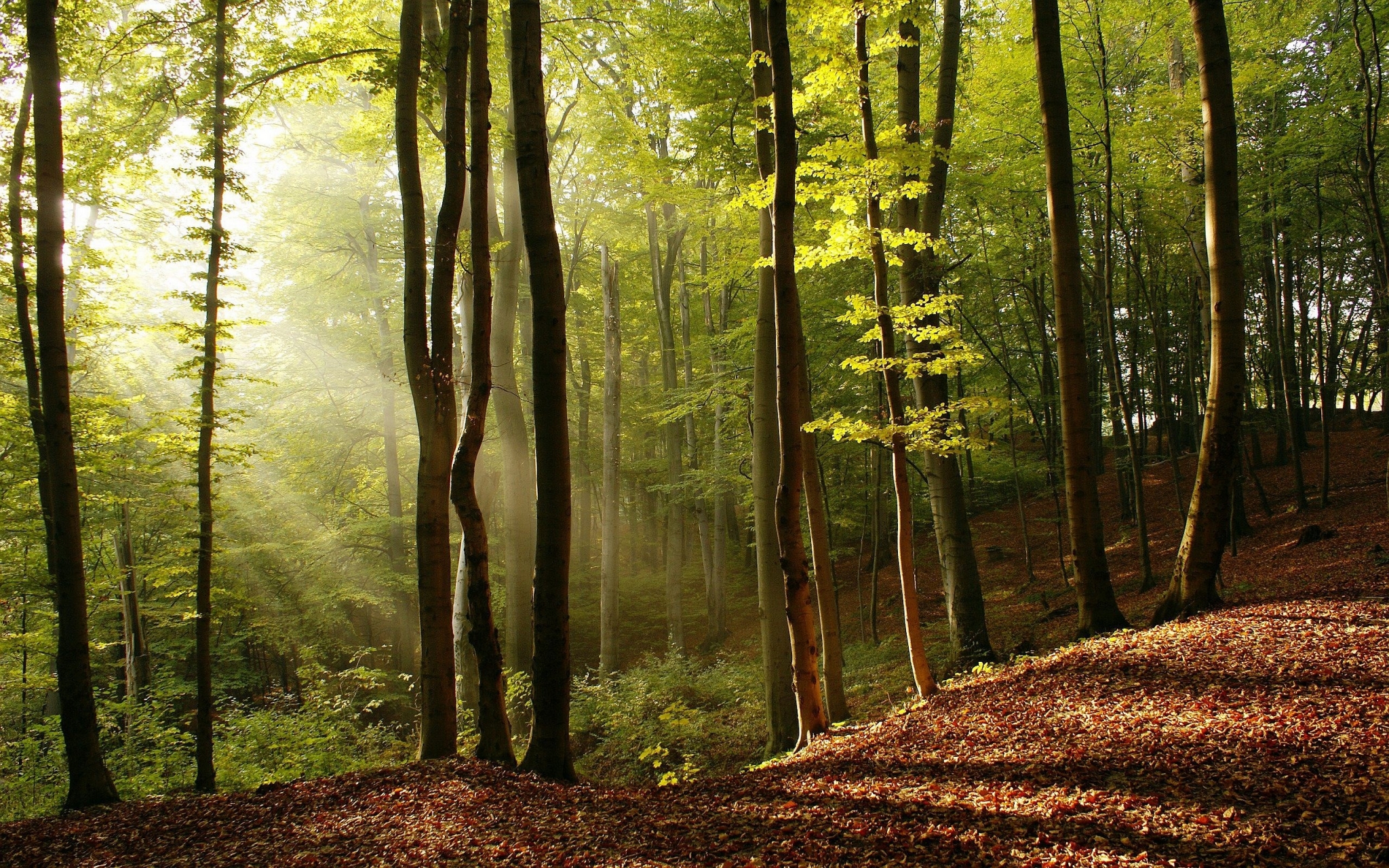 Sunlight filtering through a forest with fallen leaves HD Wallpaper