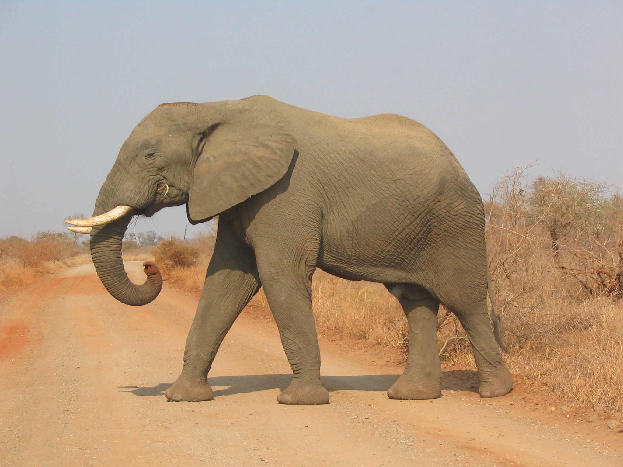 Elephant walking on a dirt road in a savanna HD Wallpaper