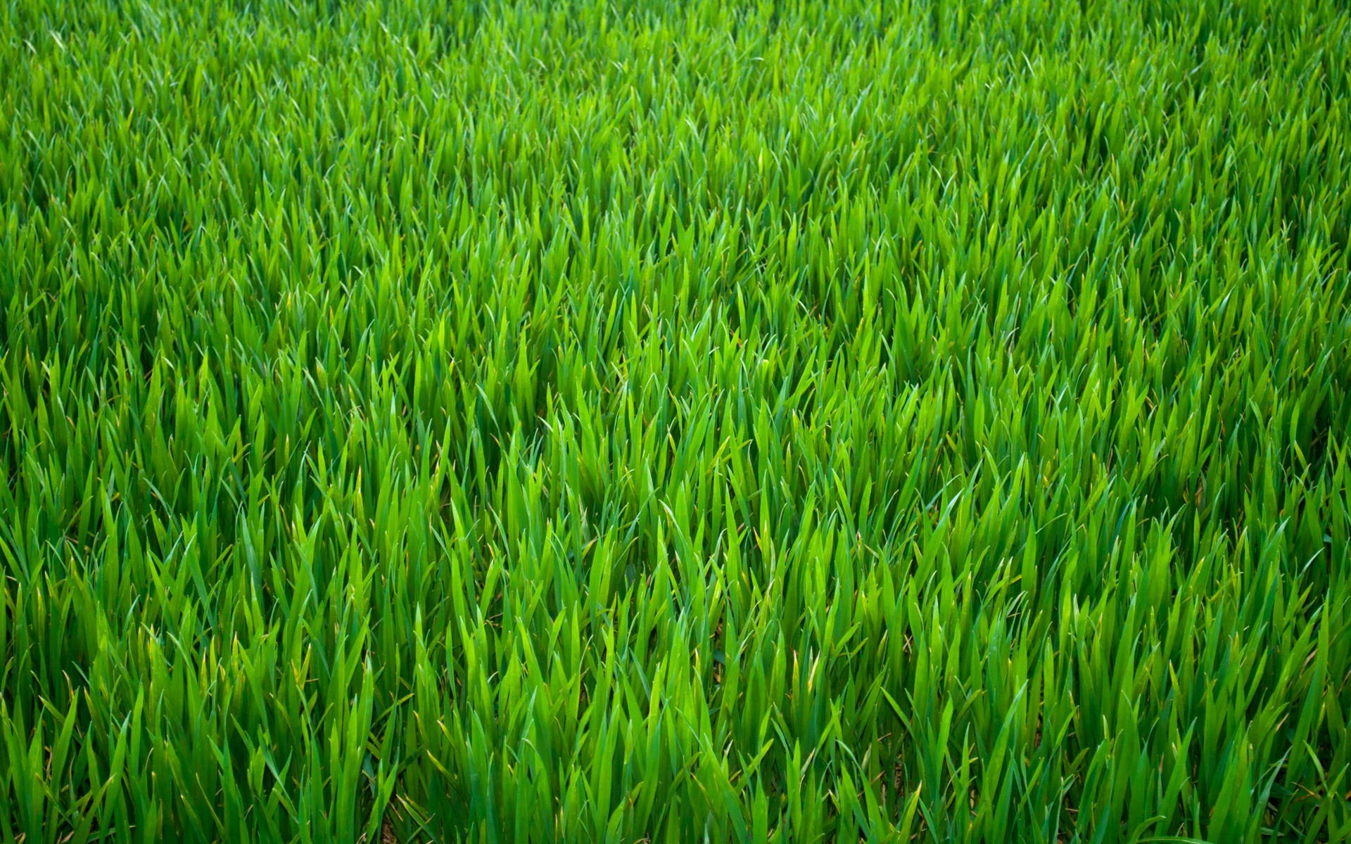 Green grass field HD Wallpaper
